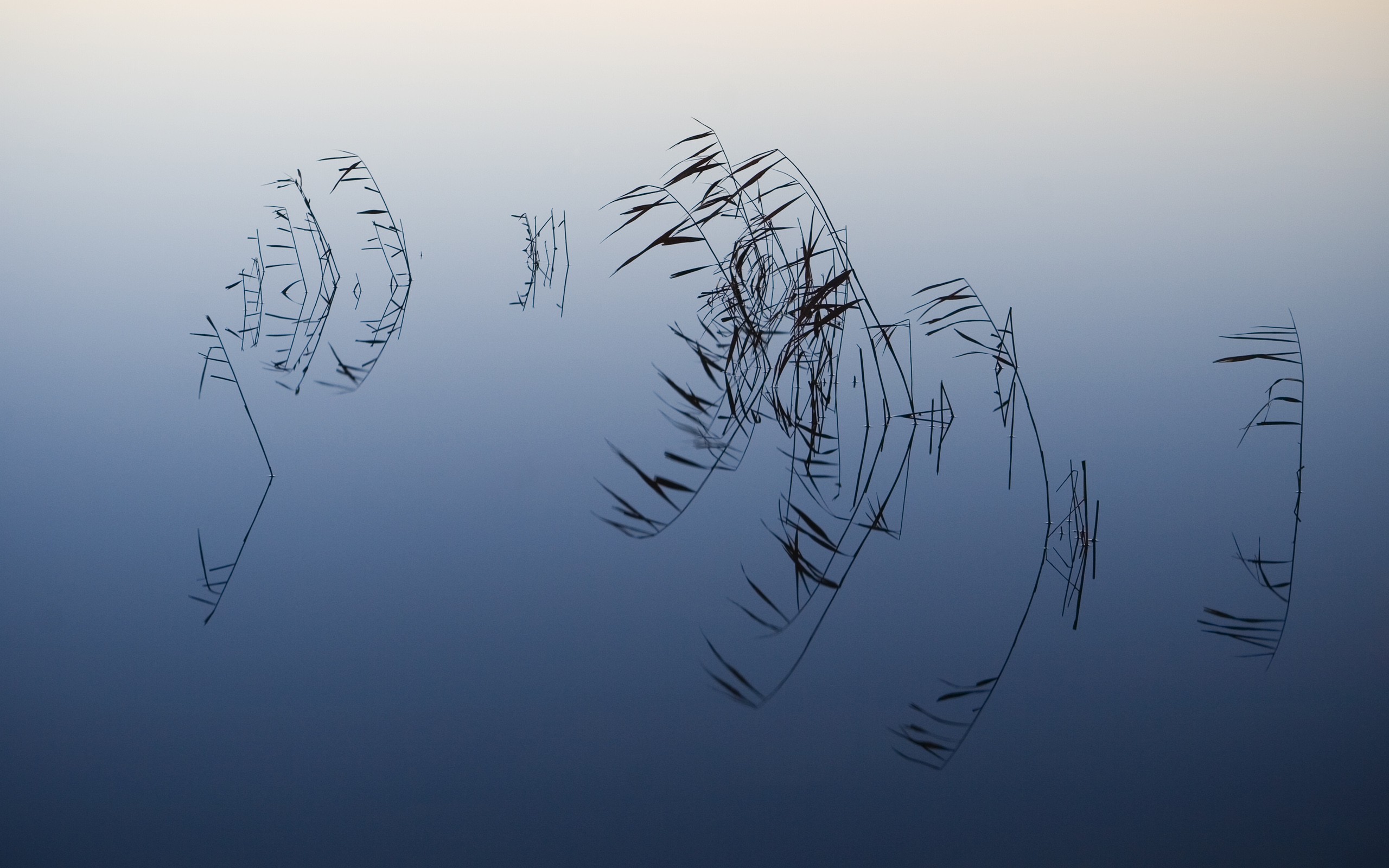 Reeds reflected in calm water at dusk HD Wallpaper