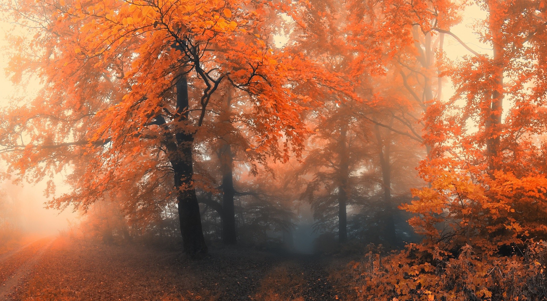 Autumn forest with orange leaves and fog HD Wallpaper