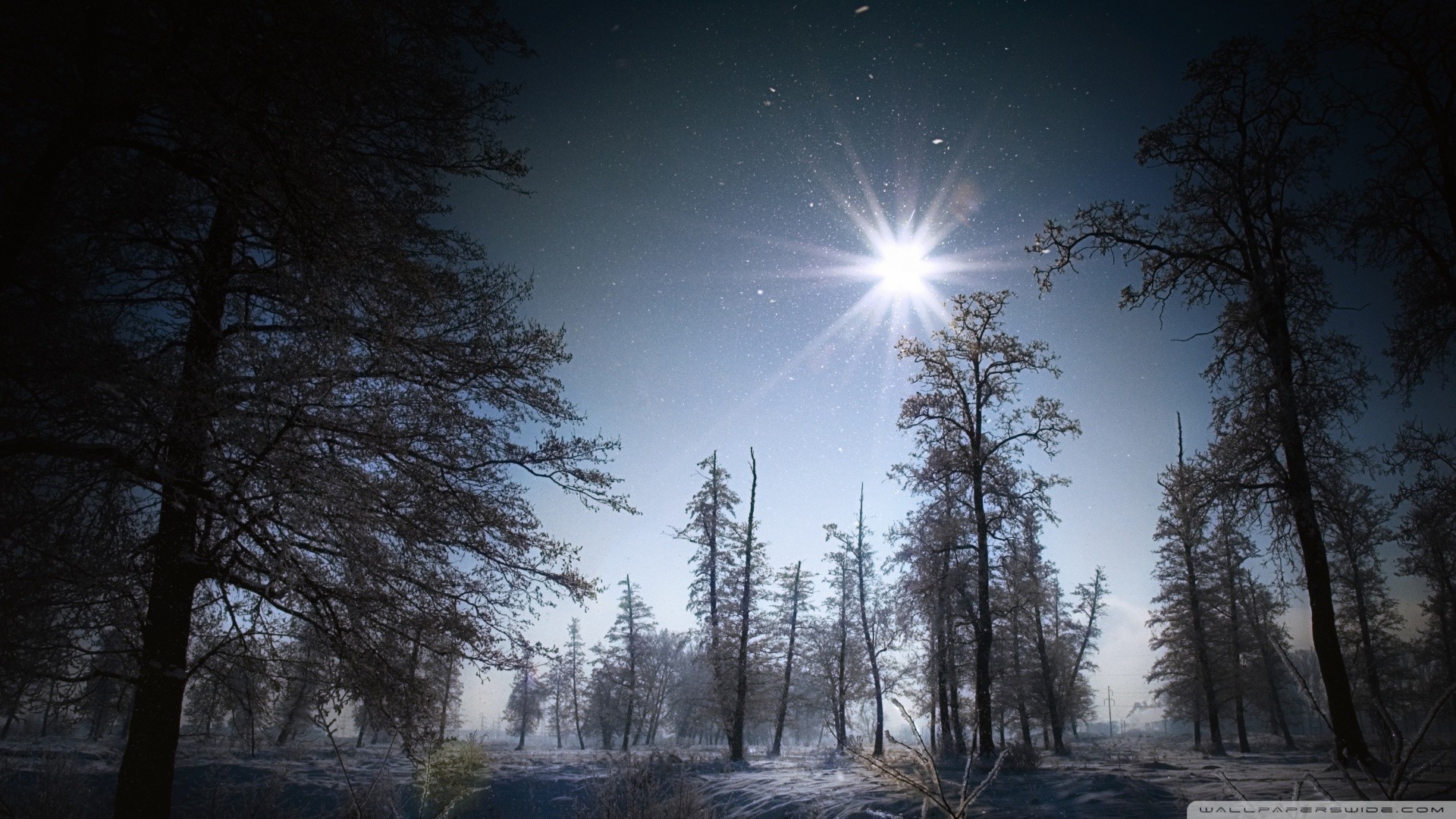 Winter forest under a bright sun and starry sky HD Wallpaper