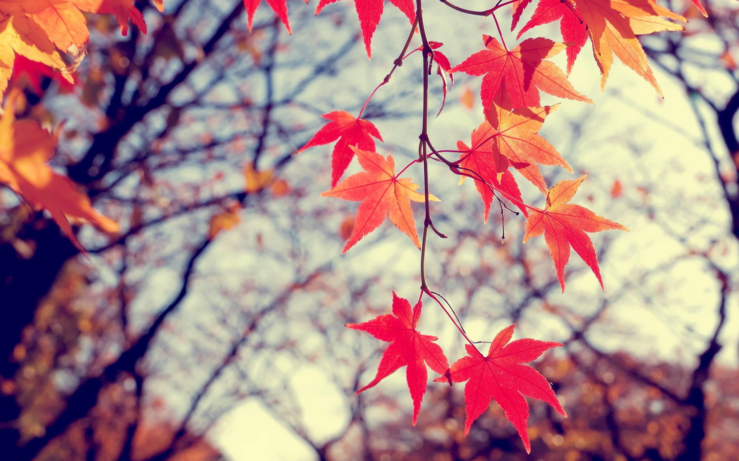 Red and orange maple leaves on branches in fall HD Wallpaper