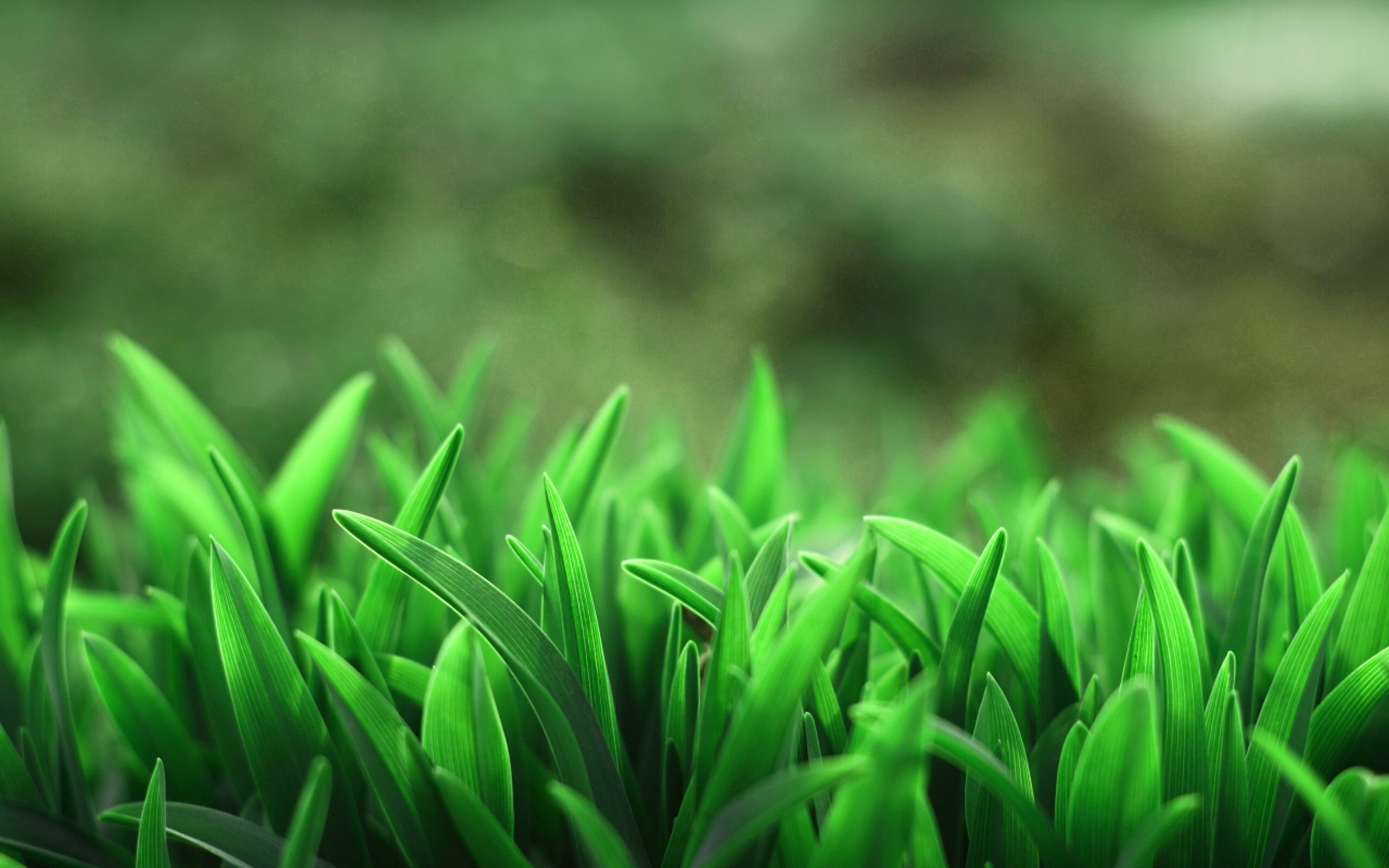 Close-up of green grass blades with blurred background HD Wallpaper
