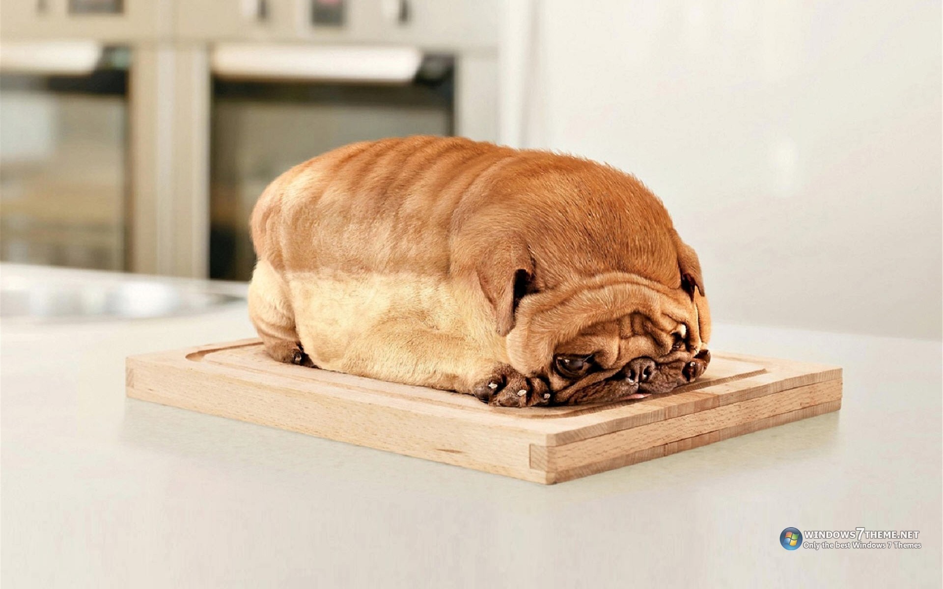 Pug dog shaped like a loaf of bread on a cutting board HD Wallpaper