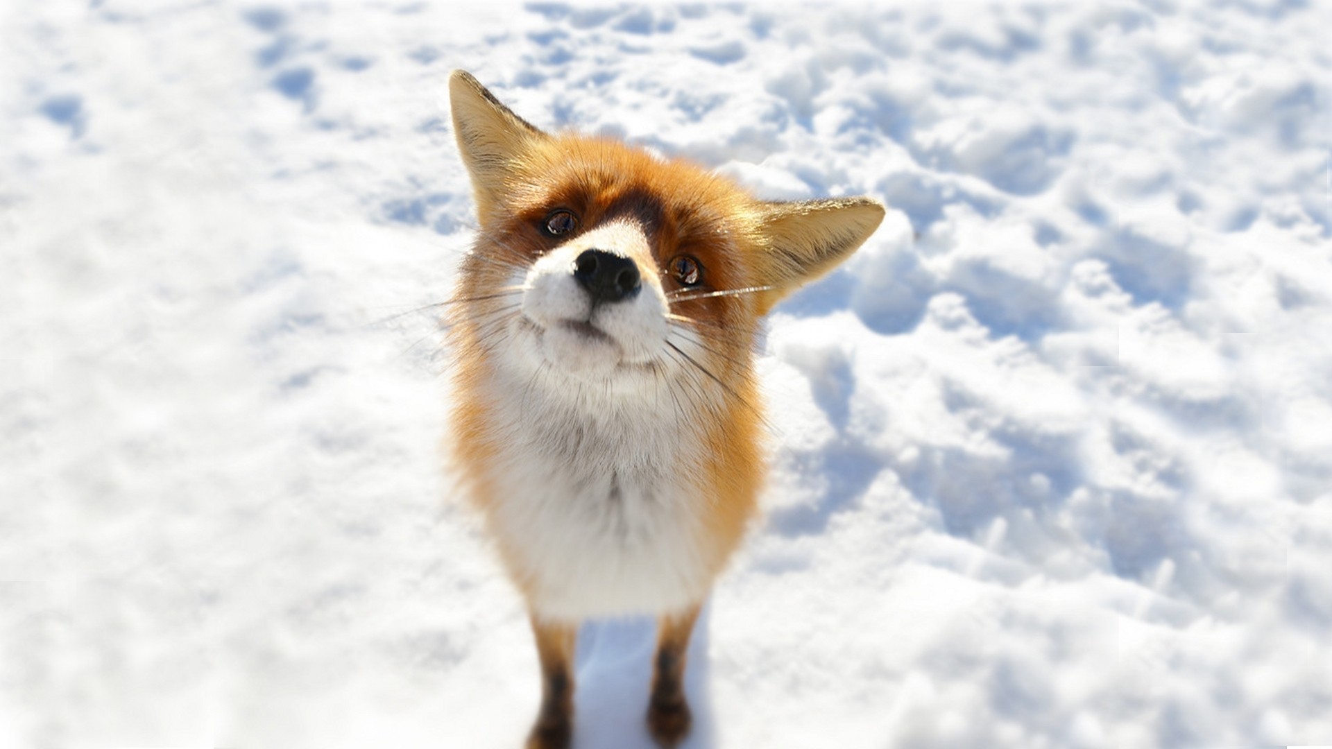 A red fox looks up from the snow HD Wallpaper