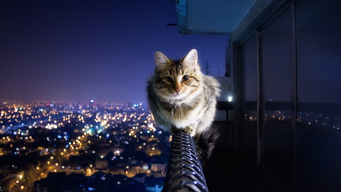 Cat perched on railing overlooking city lights at night HD Wallpaper