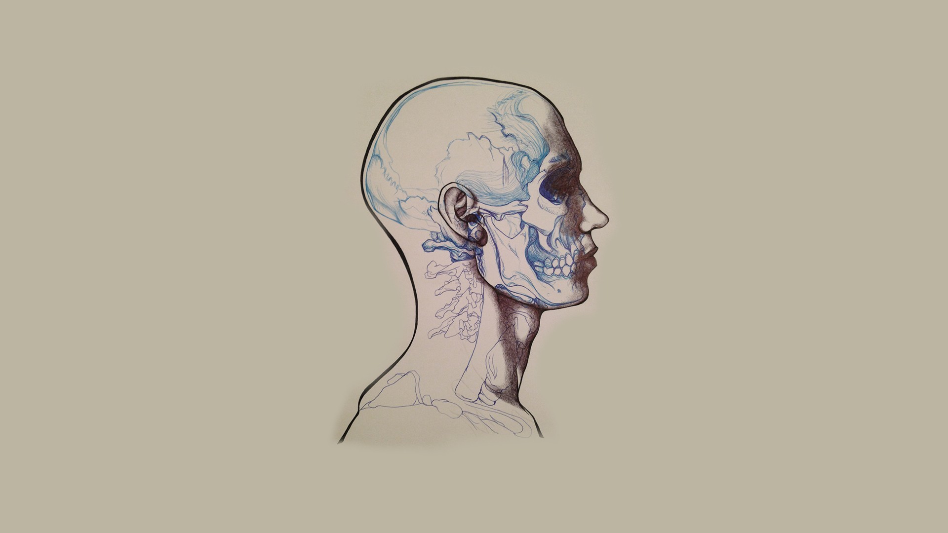 Minimalist artwork of a human skull and neck HD Wallpaper