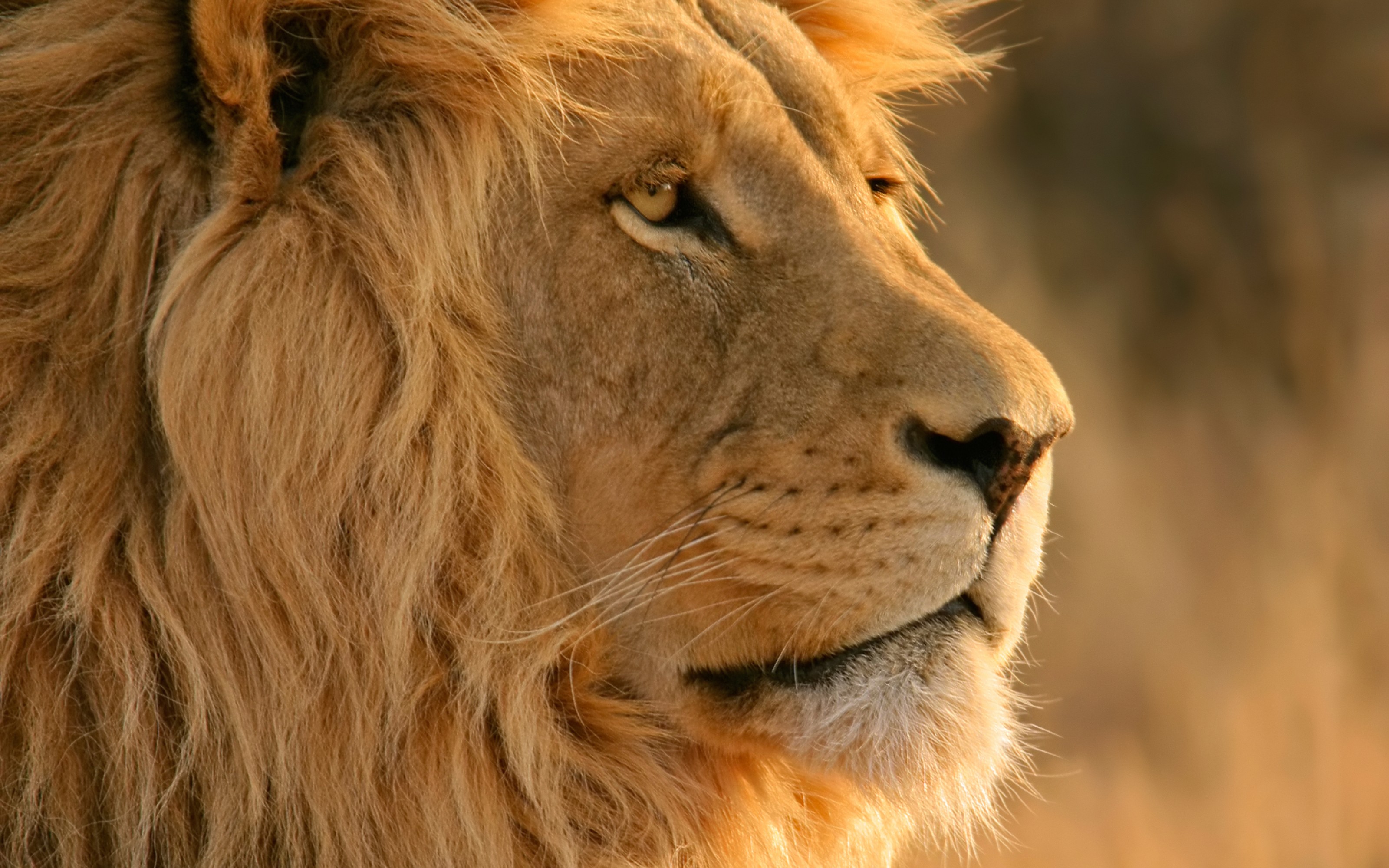 Close-up profile of a male lion's face HD Wallpaper
