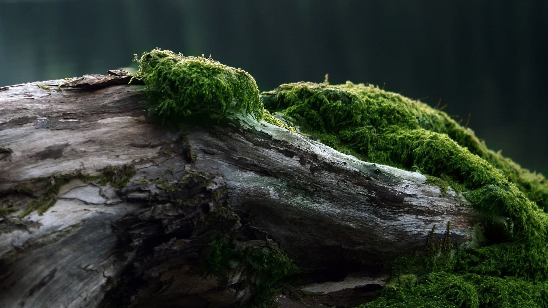 Moss-covered log in nature HD Wallpaper