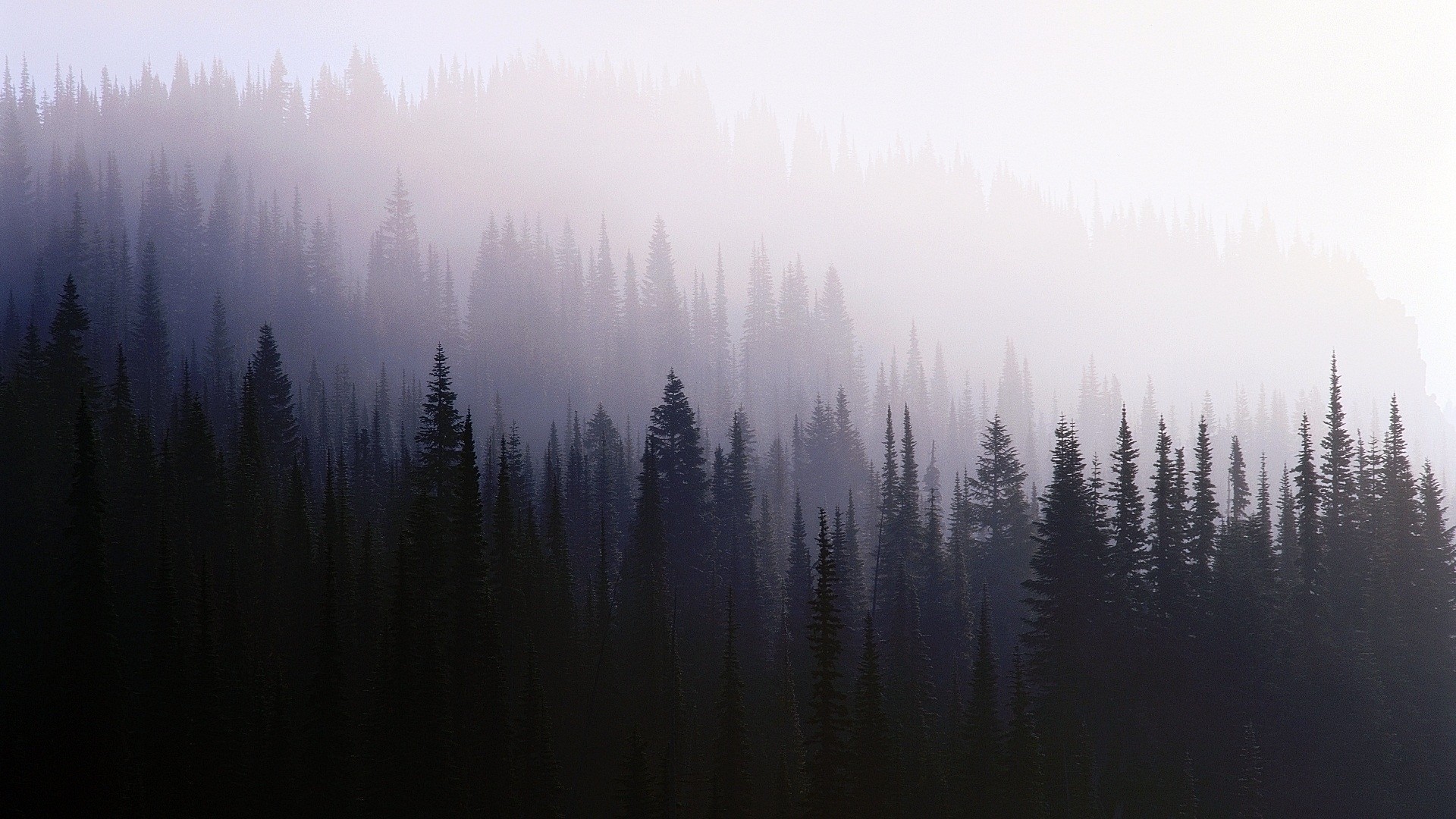 Misty forest with dark evergreen trees HD Wallpaper