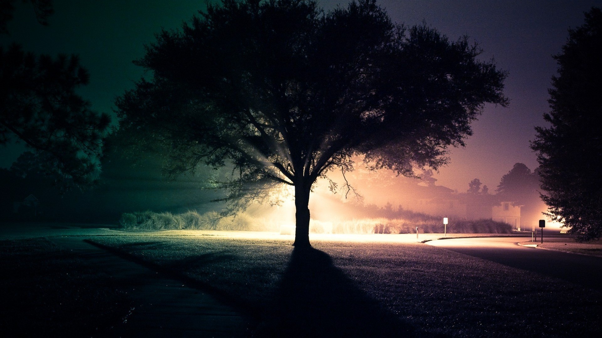 Tree with light rays on a foggy night road HD Wallpaper