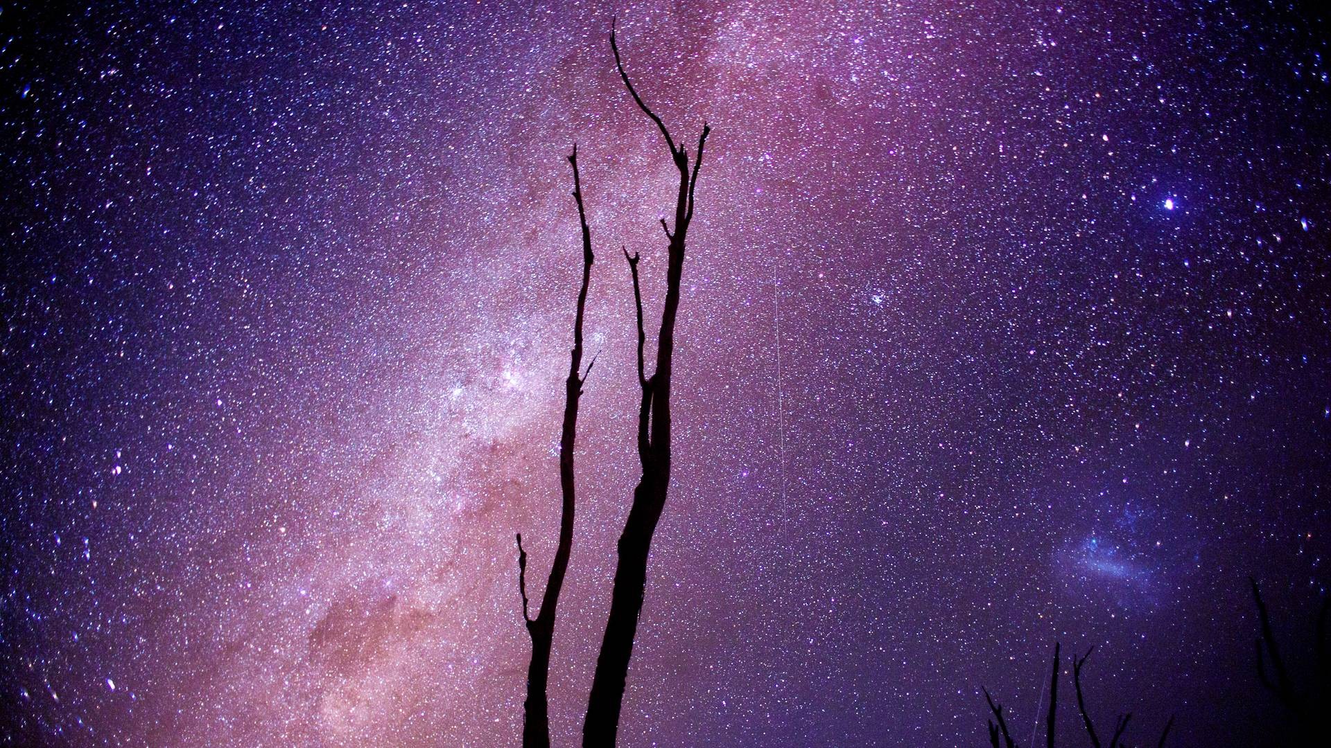 Silhouette of dead trees against the Milky Way HD Wallpaper