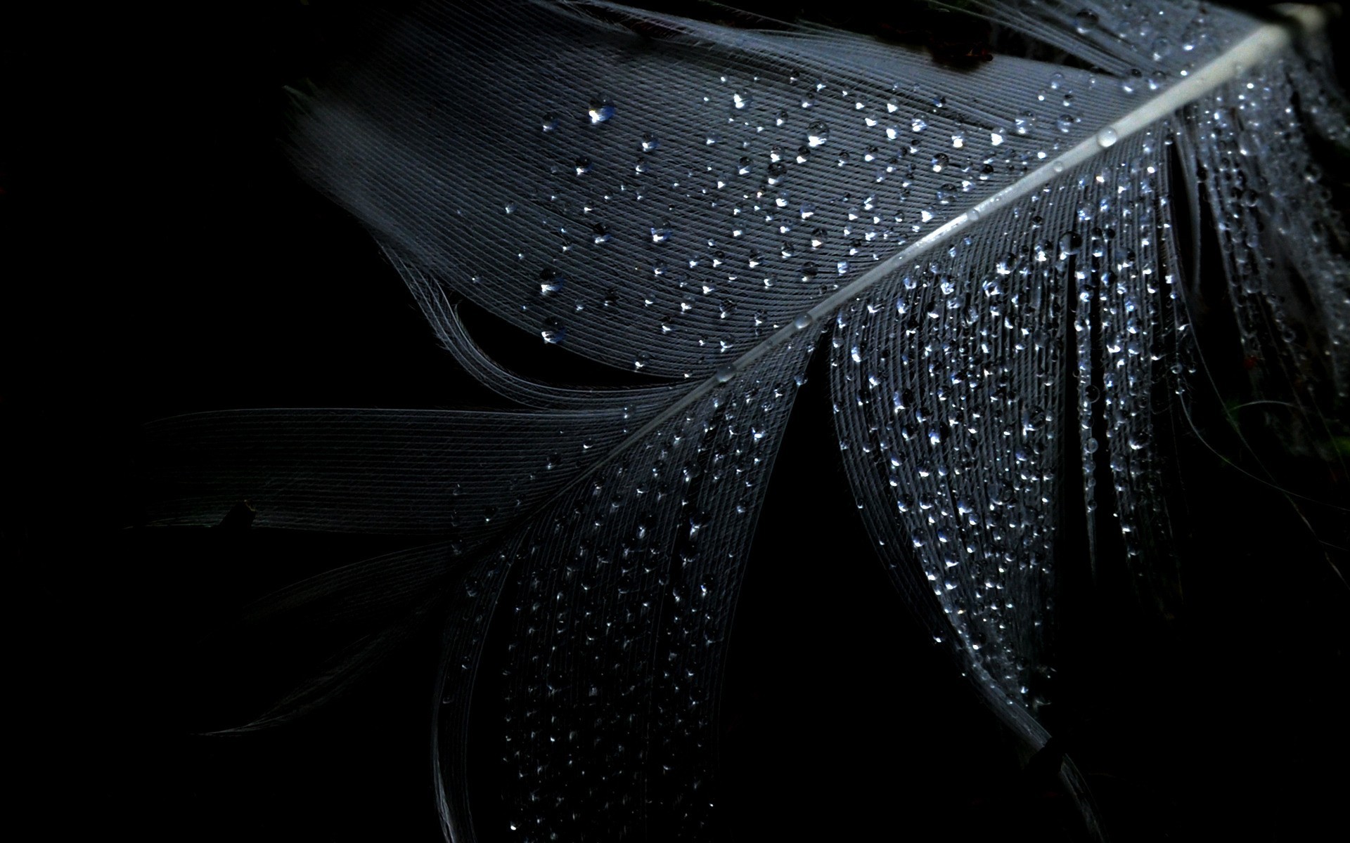 Close-up of a black feather with water drops HD Wallpaper