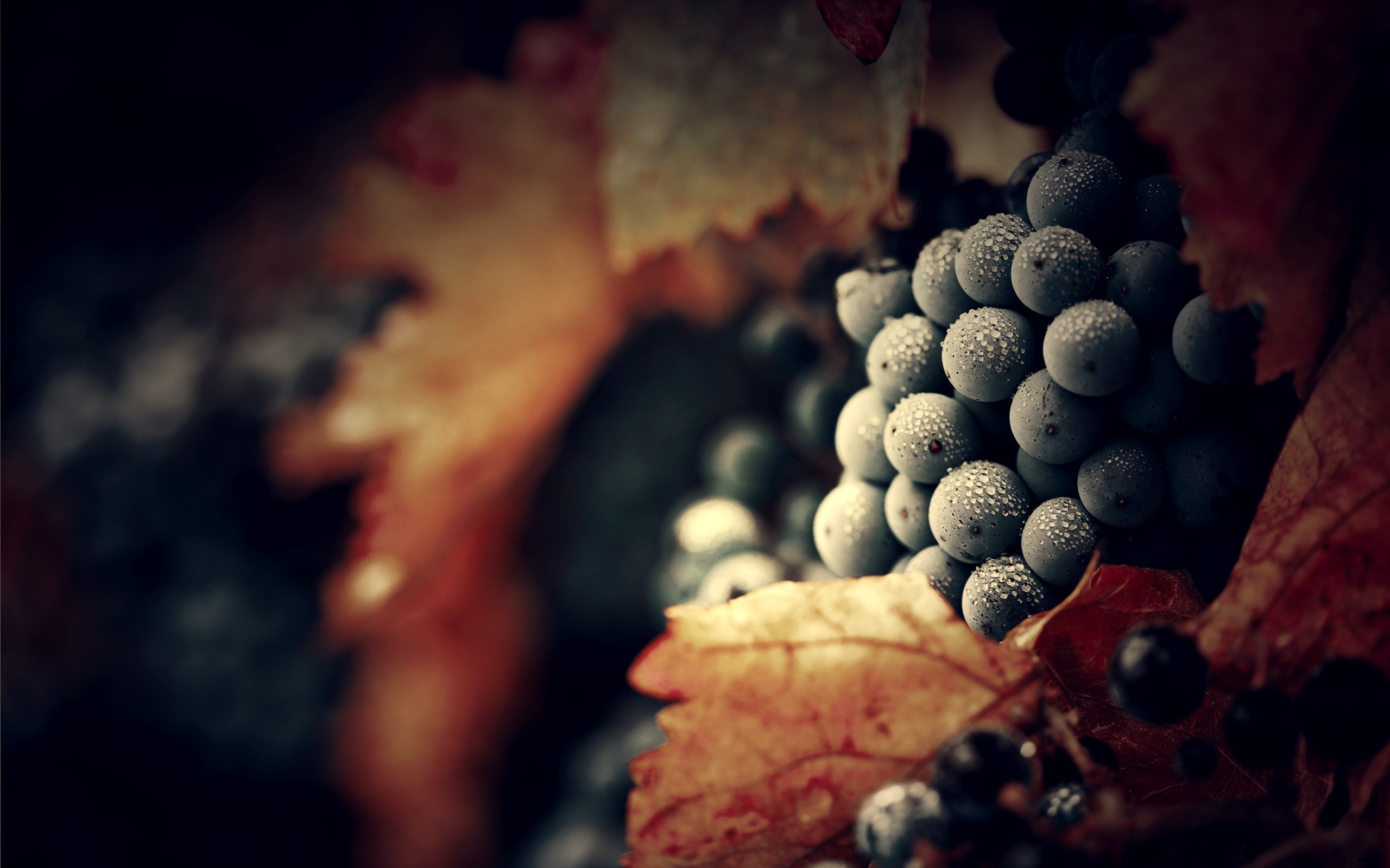 Grapes with water drops and autumn leaves HD Wallpaper