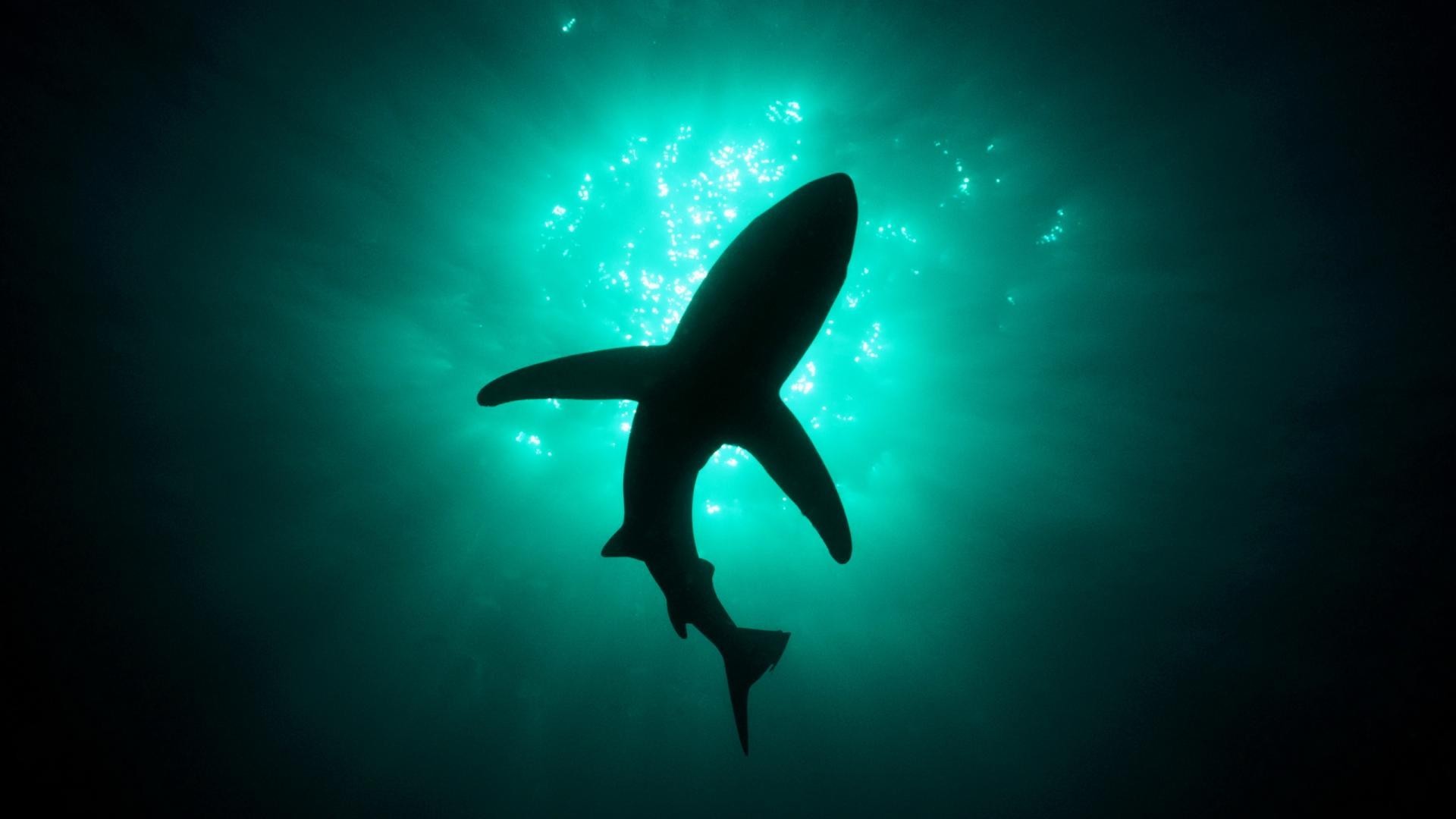 Silhouette of a shark swimming underwater HD Wallpaper