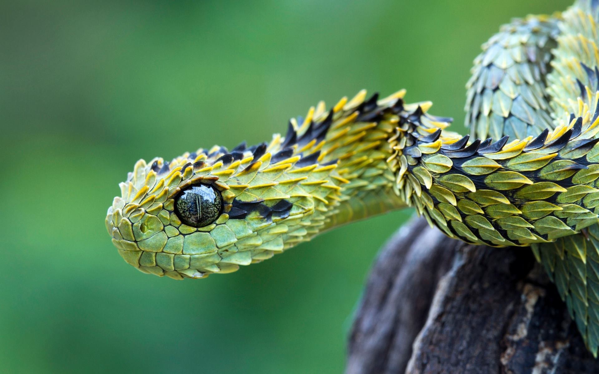 Close-up of a green Bush Viper with yellow and black markings HD Wallpaper
