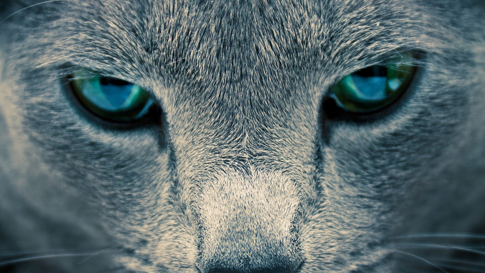 Close-up of a cat's intense blue eyes HD Wallpaper