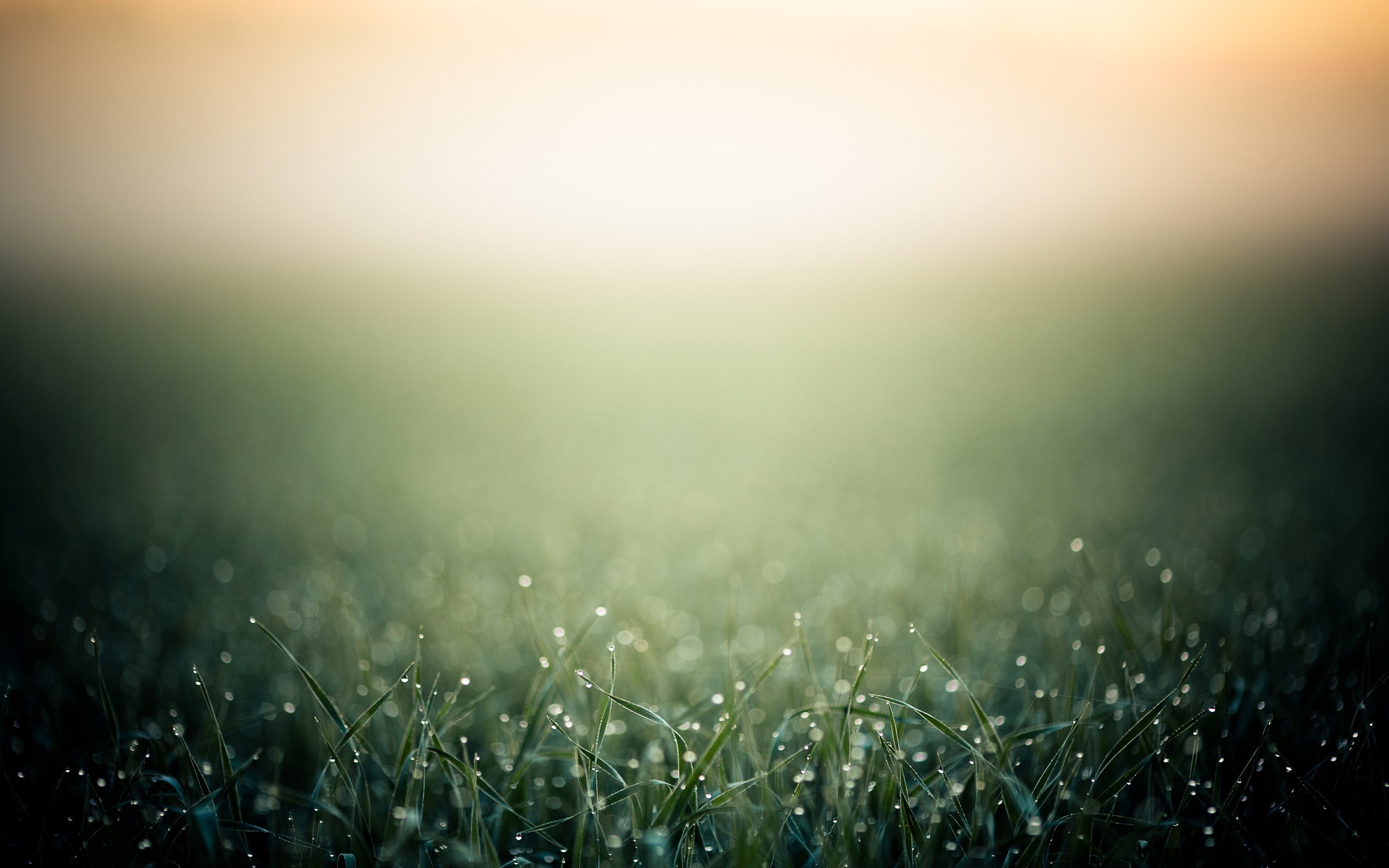 Macro shot of grass with dew drops and bokeh HD Wallpaper