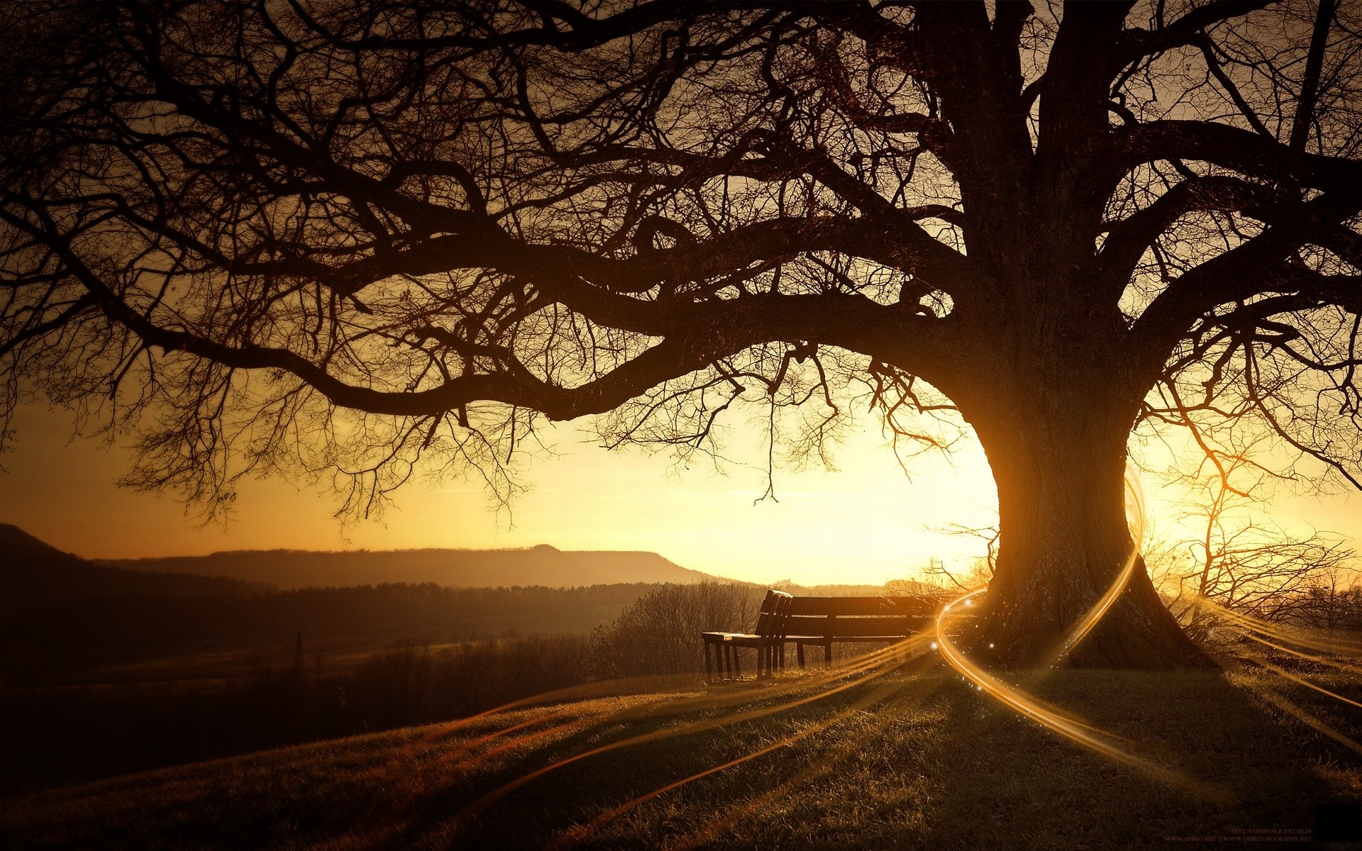 Digital art of a large tree at sunset with a bench HD Wallpaper