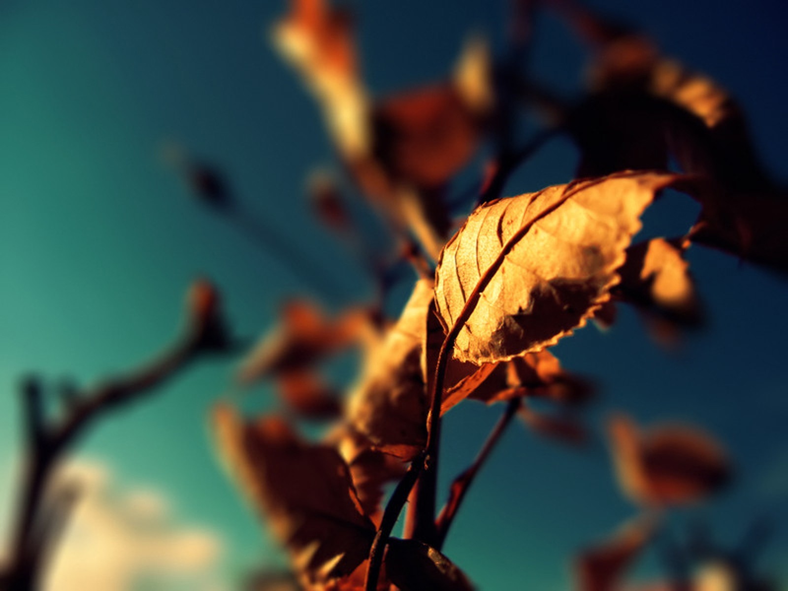 Macro shot of dry leaves against a blue sky HD Wallpaper