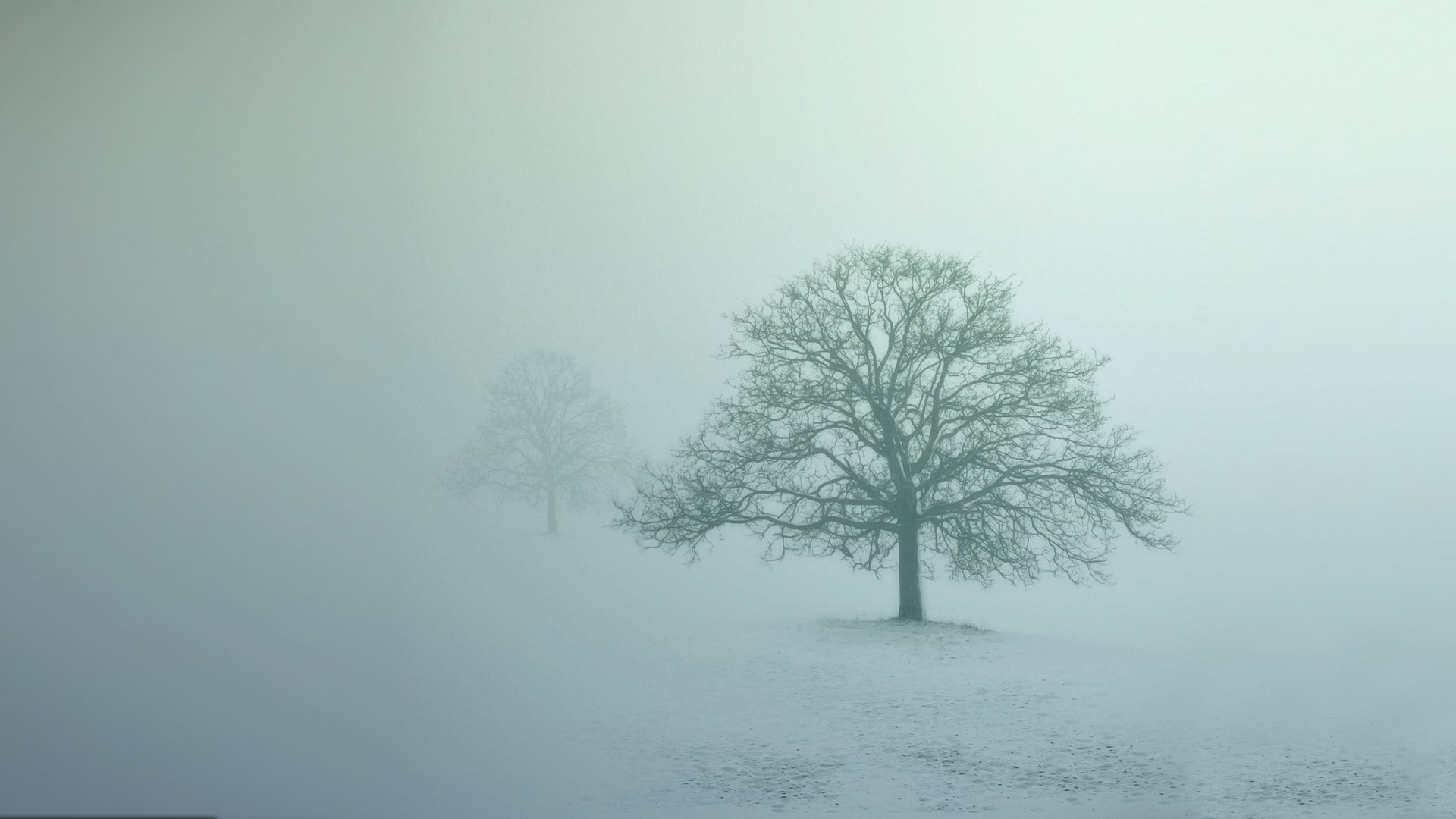 Two bare trees in a misty winter landscape HD Wallpaper