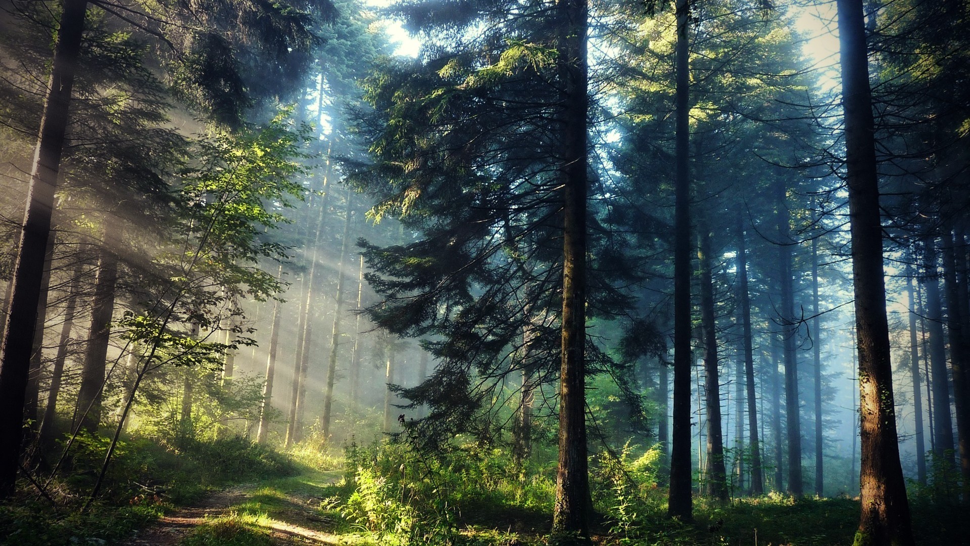 Sun rays filtering through a dense forest landscape HD Wallpaper