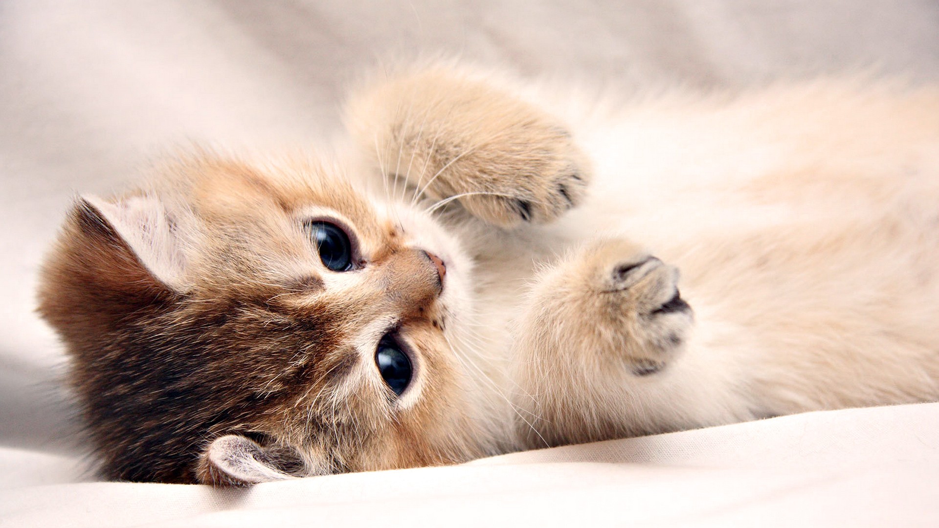 A fluffy kitten with blue eyes lying on its back HD Wallpaper