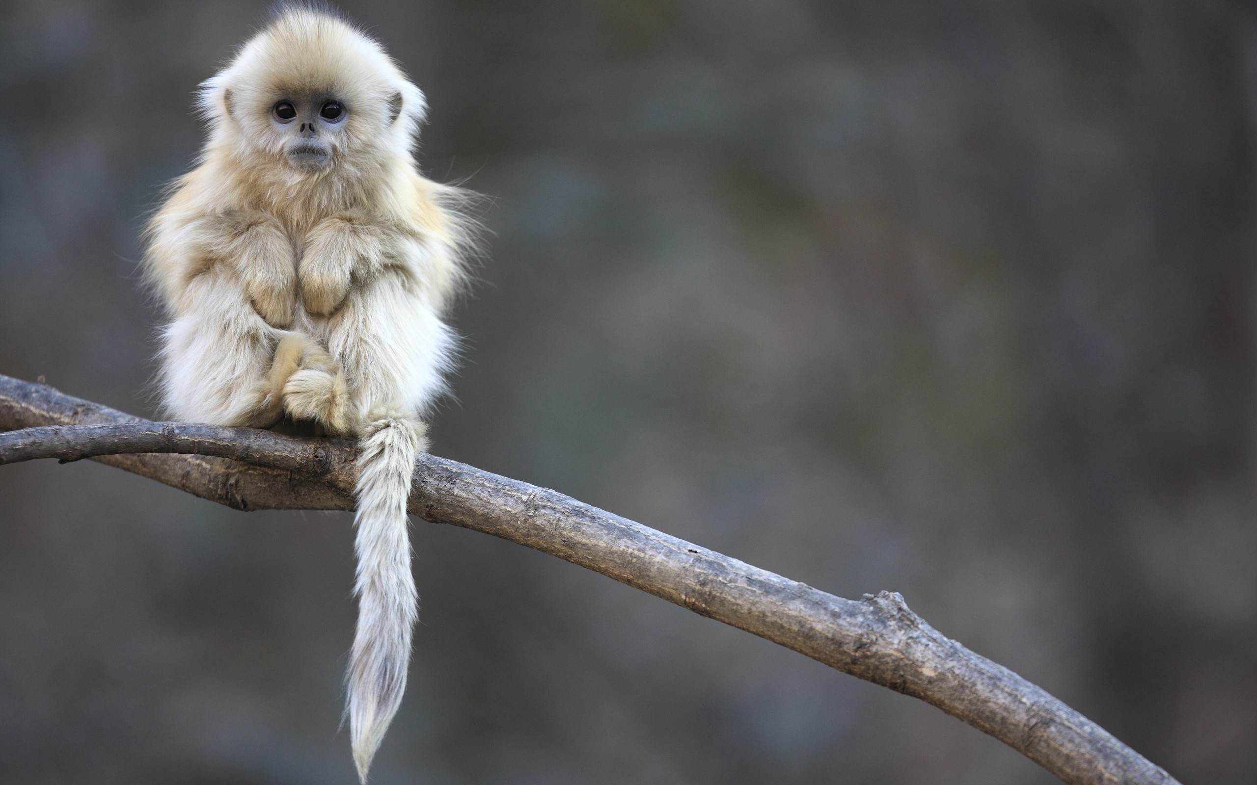 Golden snub-nosed monkey sitting on a branch HD Wallpaper