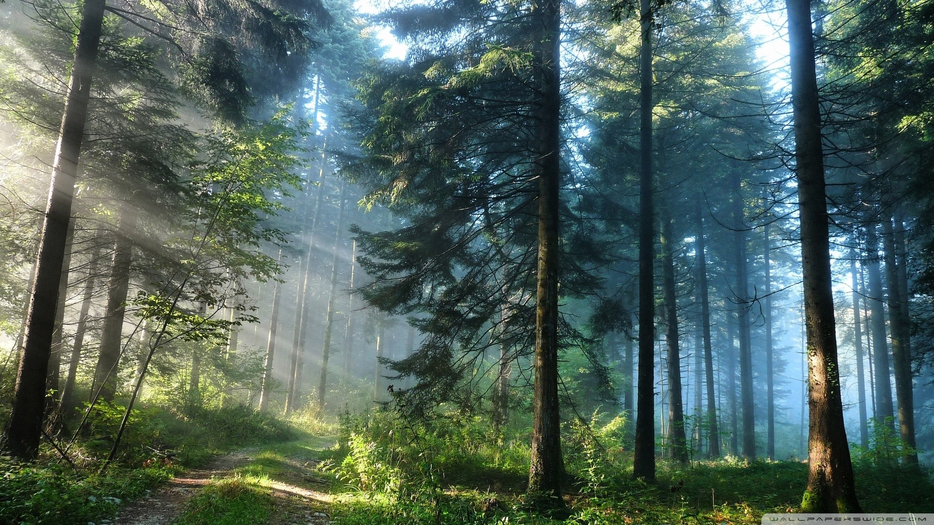 Sunlight filtering through a dense forest landscape HD Wallpaper