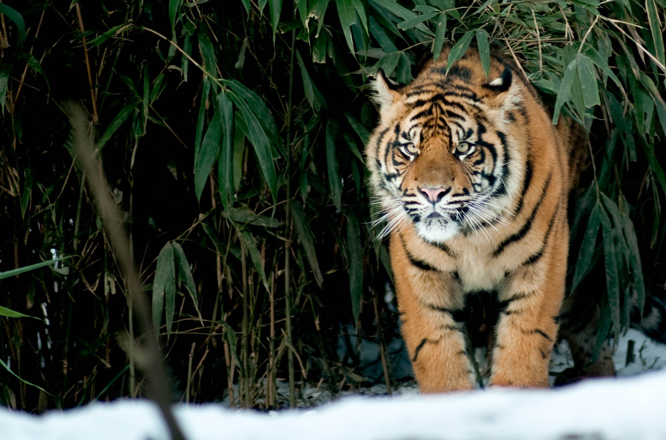 Tiger standing in bamboo and snow HD Wallpaper