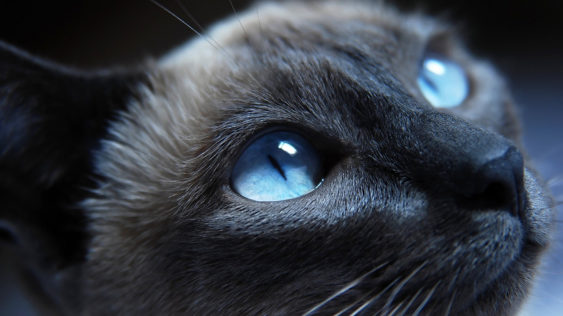 Close-up of a Siamese cat with striking blue eyes HD Wallpaper