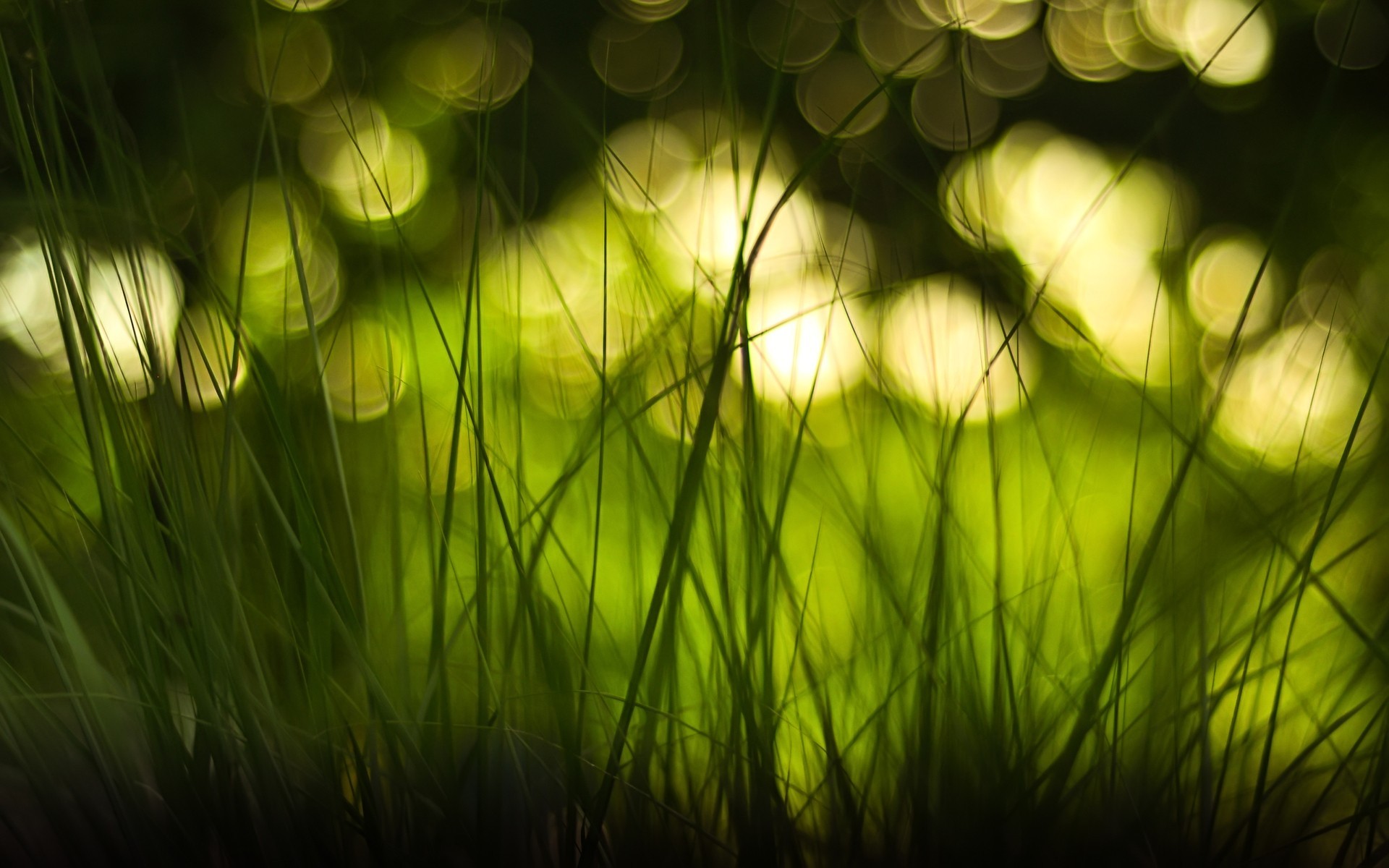 Macro shot of grass with bokeh effect HD Wallpaper