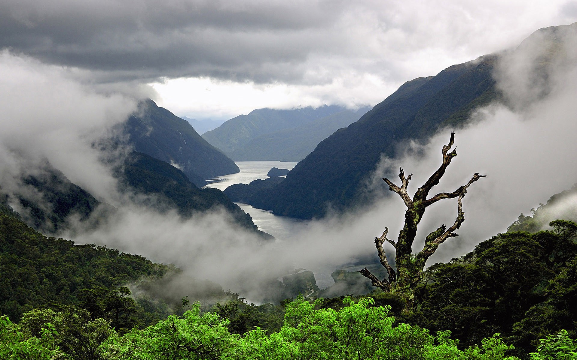 Misty mountains and a fjord with a dead tree HD Wallpaper