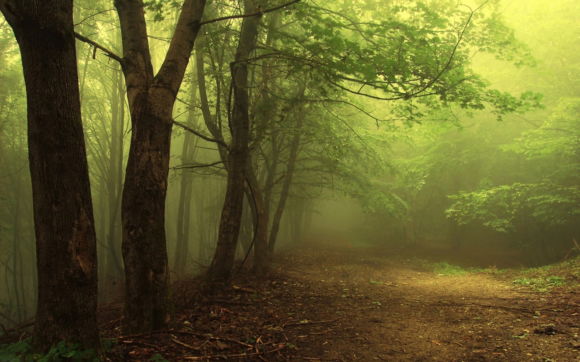 Misty forest path with trees and green foliage HD Wallpaper