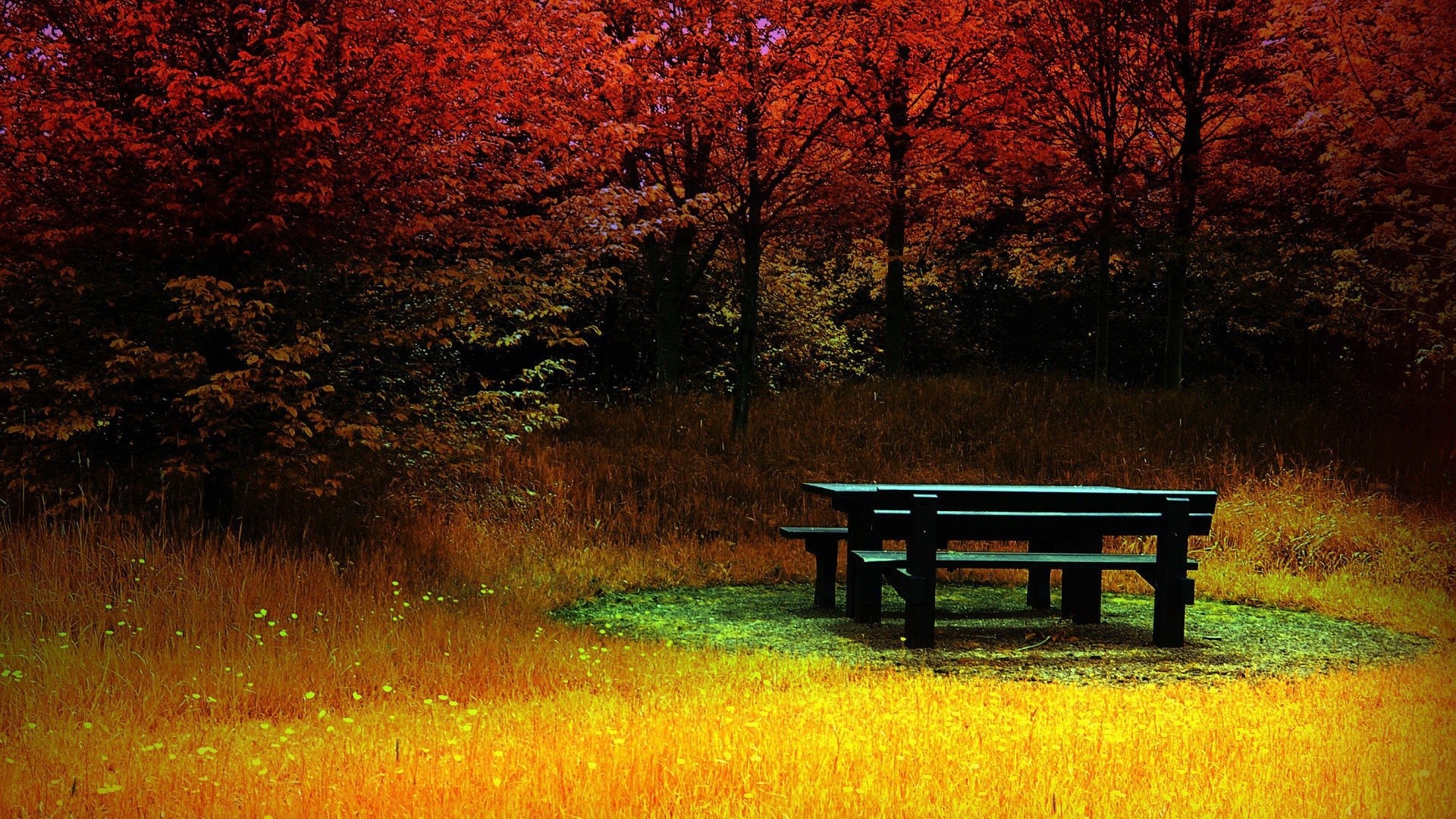 Picnic table in a fall forest with red trees HD Wallpaper