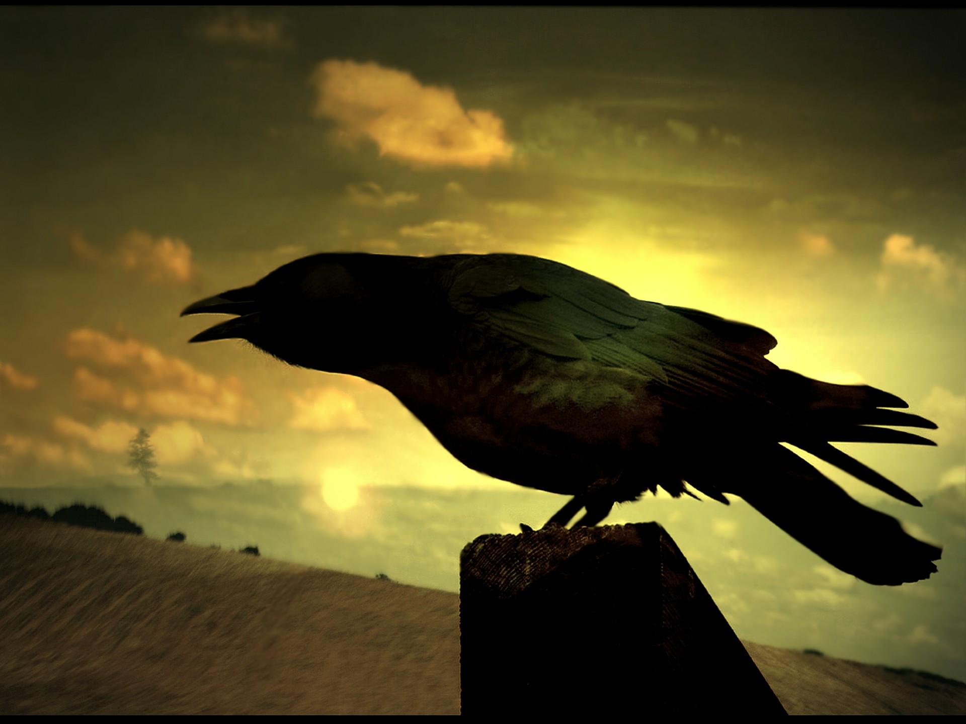 Raven perched on a wooden post at sunset HD Wallpaper