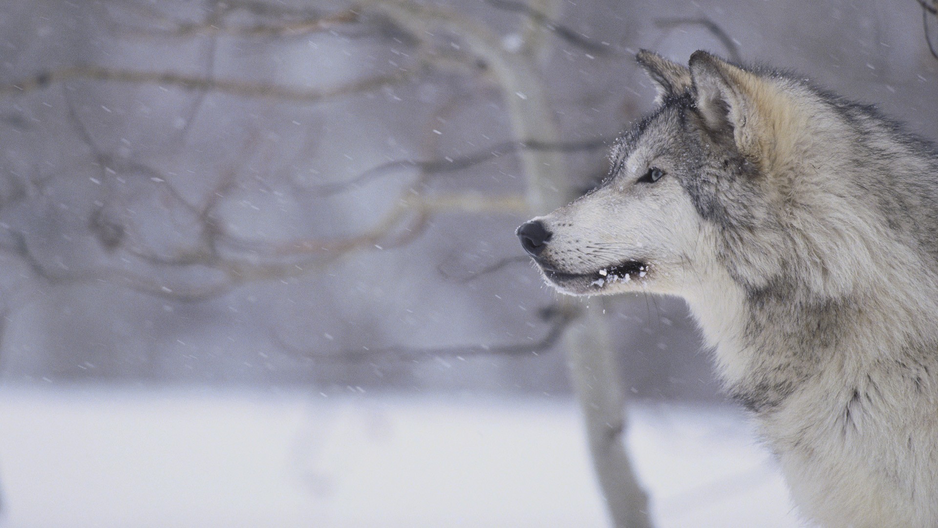 Wolf in a snowy forest HD Wallpaper
