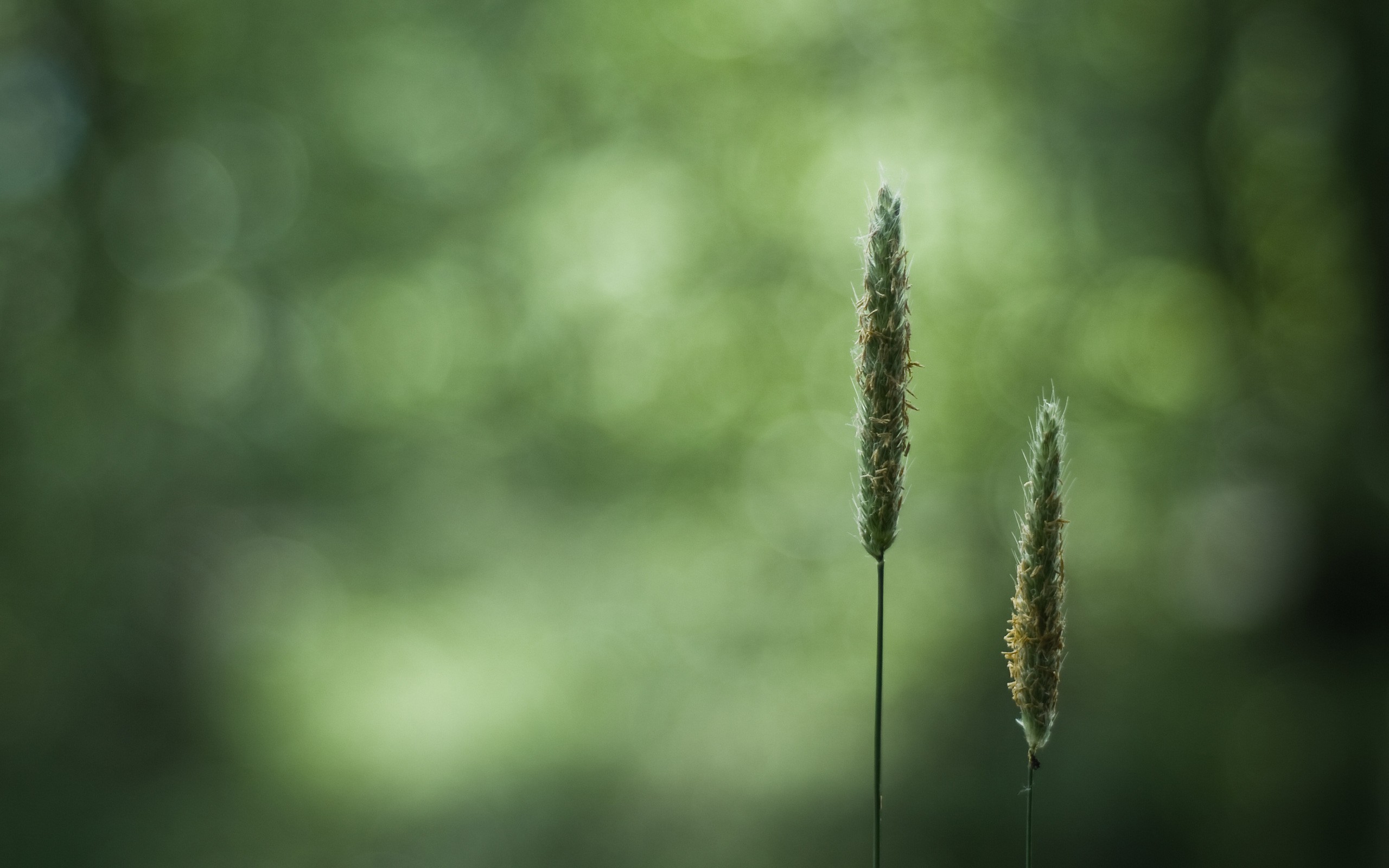 Two blades of grass with bokeh background HD Wallpaper