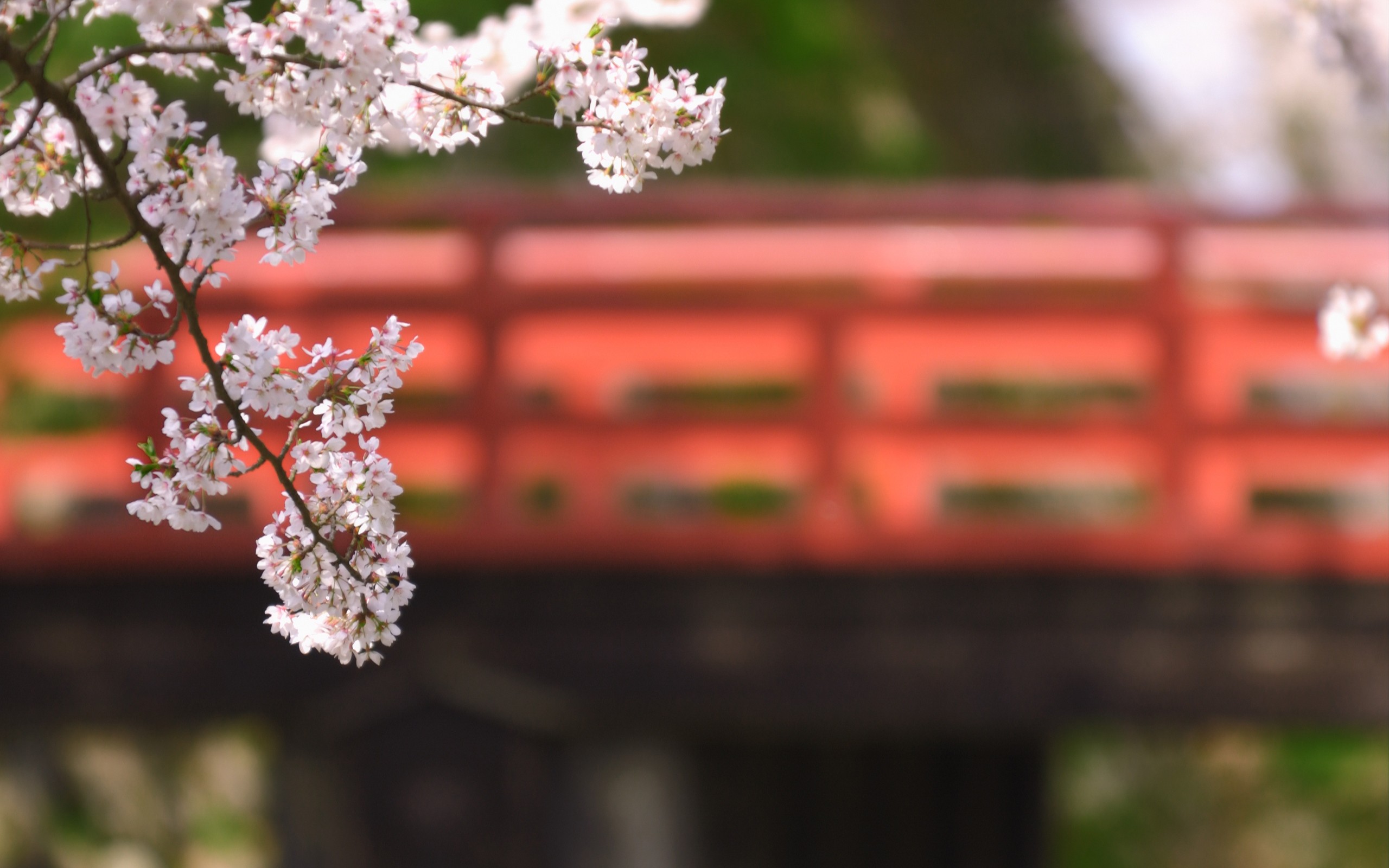 Cherry blossoms in front of a red bridge in Japan HD Wallpaper