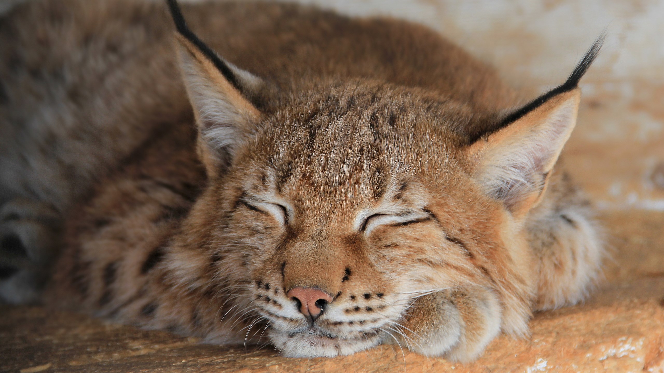 Lynx sleeping on a rock HD Wallpaper