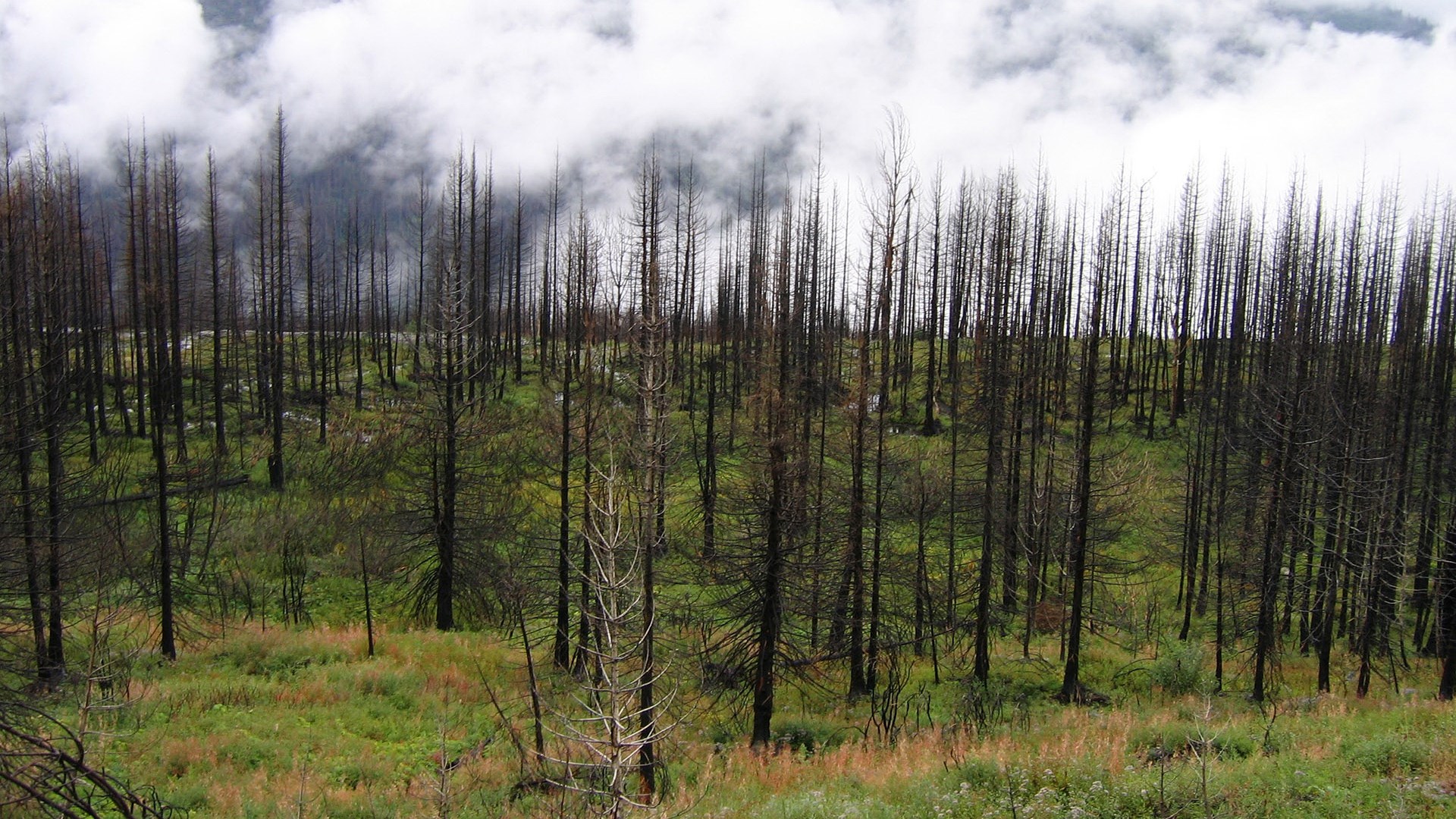 Burned forest with green undergrowth and clouds HD Wallpaper