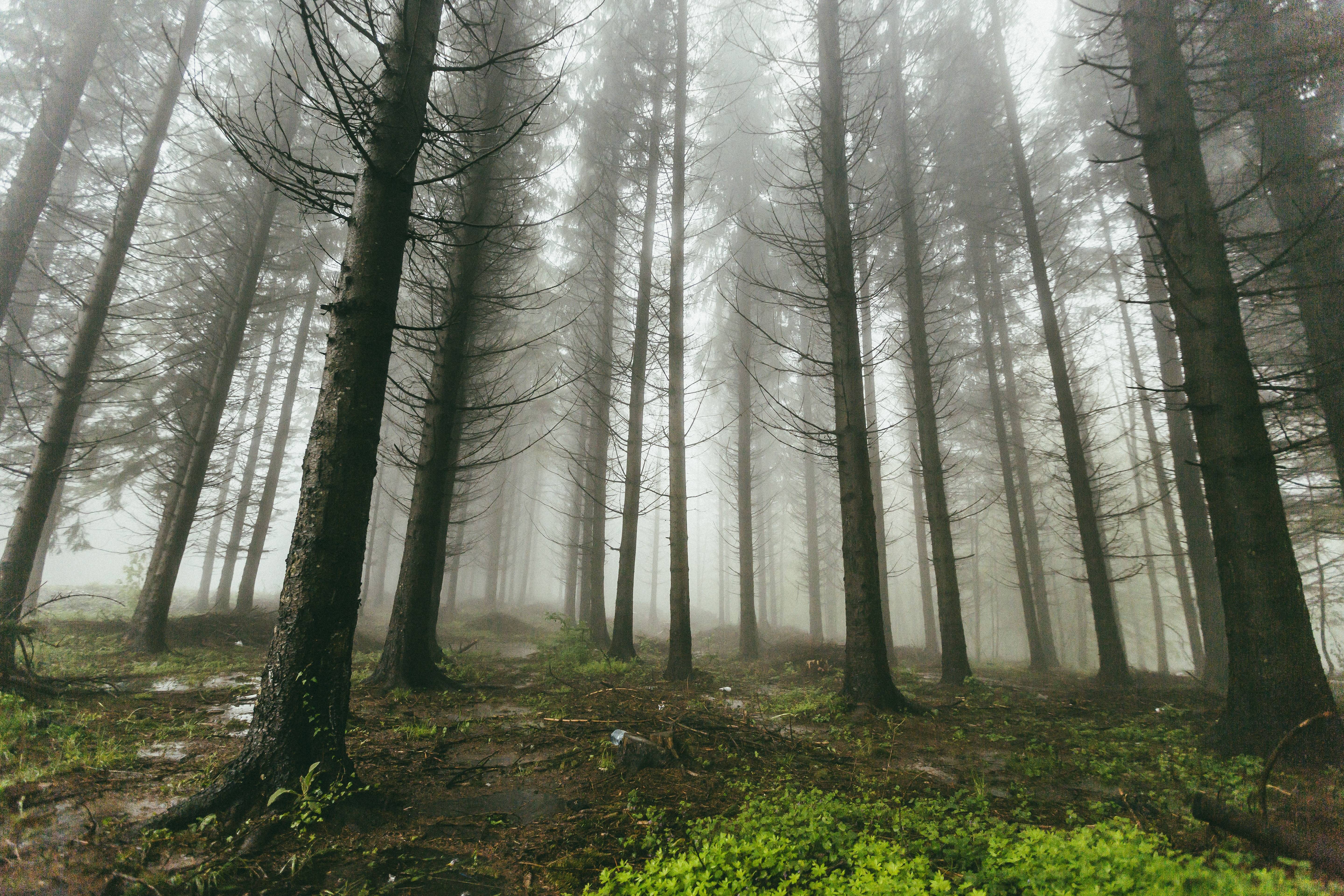 Misty forest with tall pine trees and green ground cover HD Wallpaper
