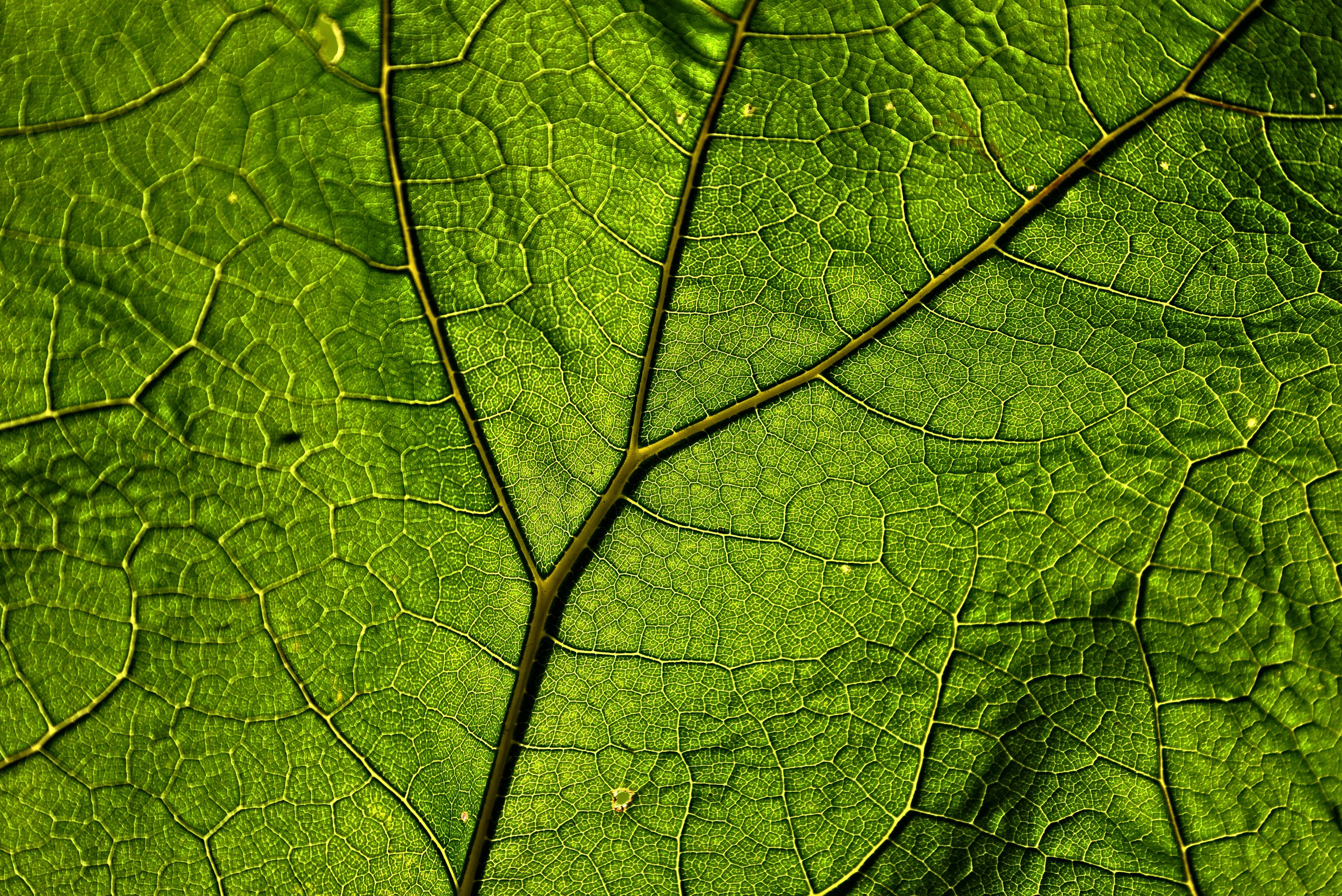 Close-up of a green butterbur leaf with prominent veins HD Wallpaper