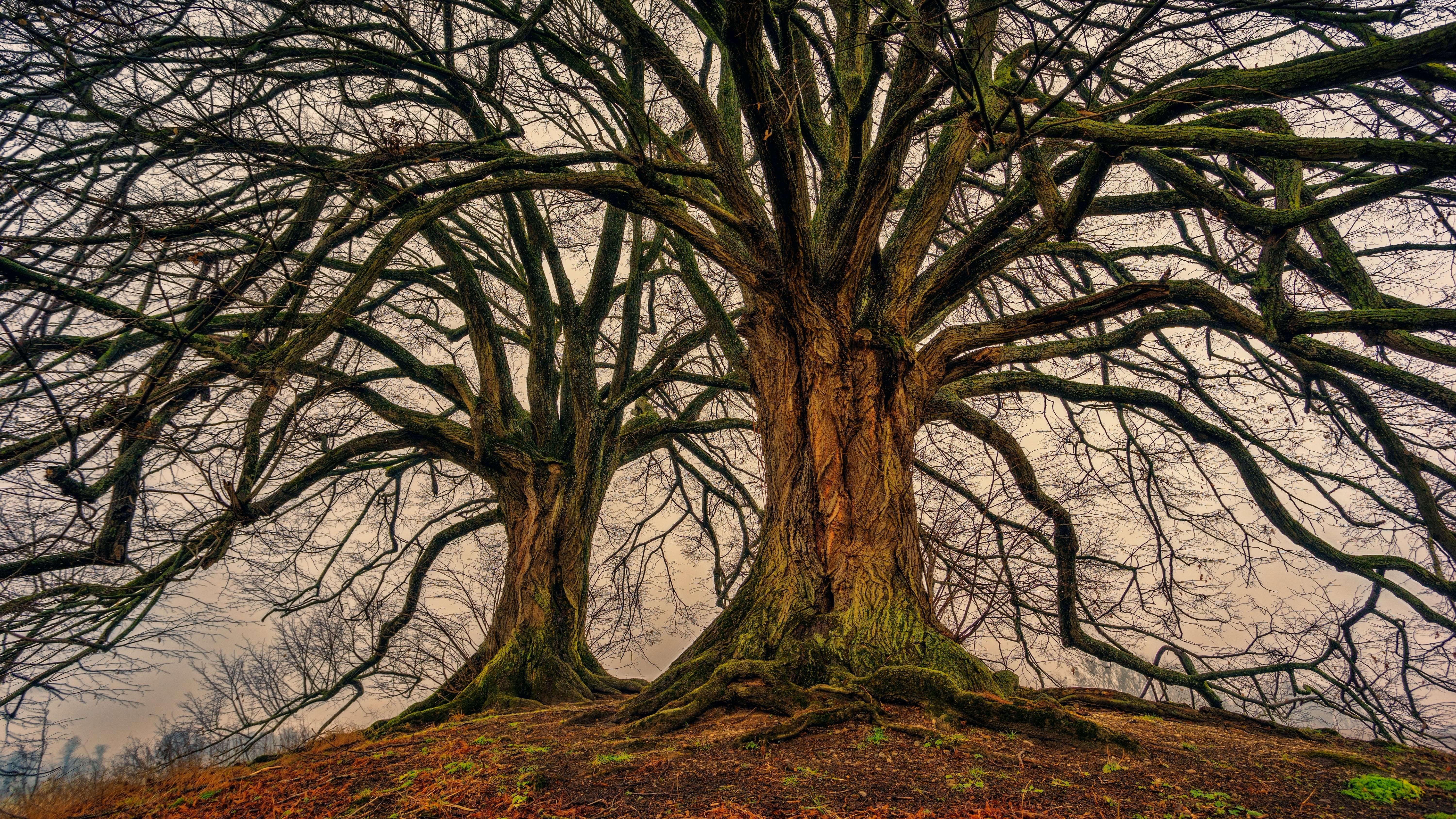 Two large, bare trees with moss on their trunks HD Wallpaper