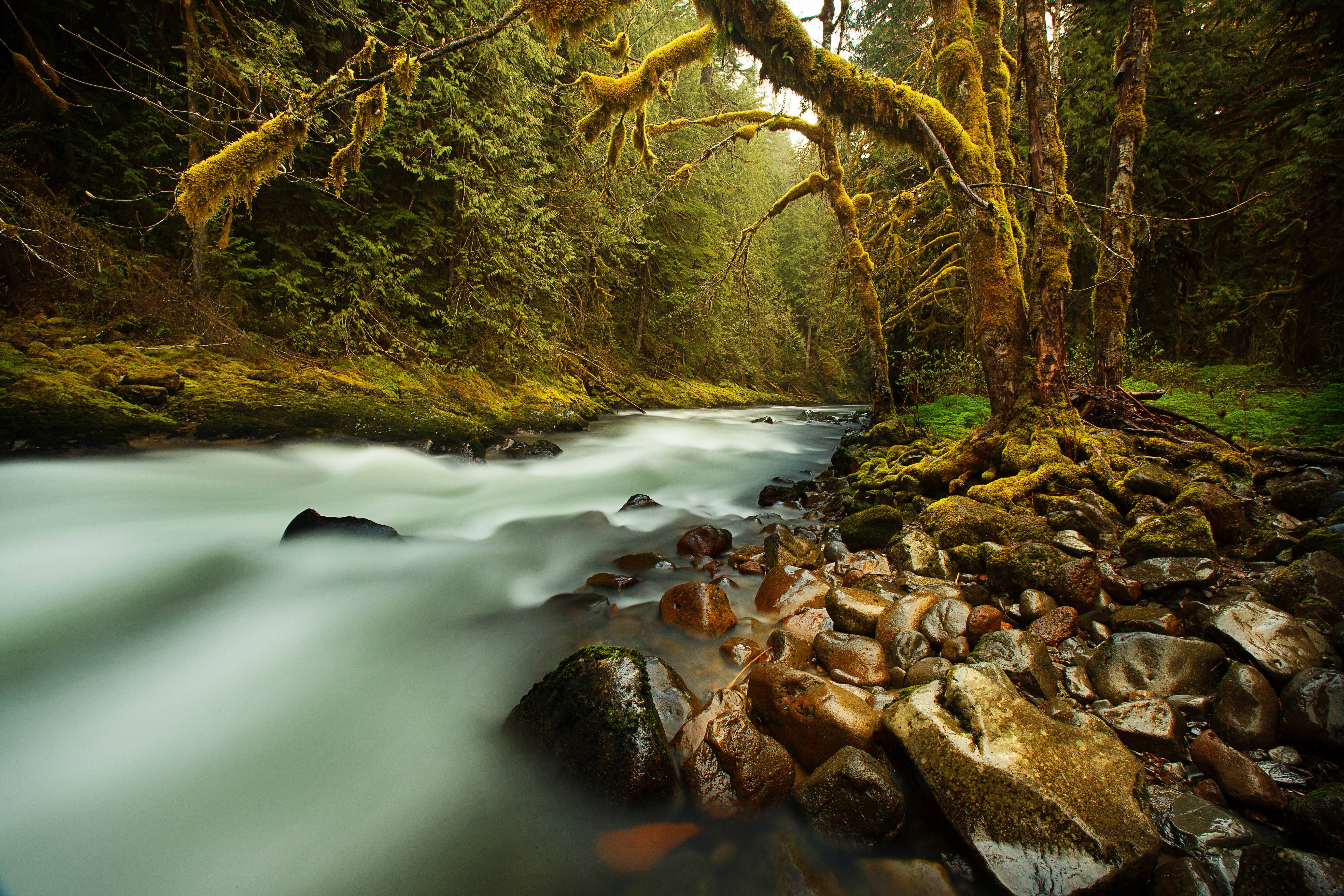 Moss-covered trees line a flowing forest stream HD Wallpaper