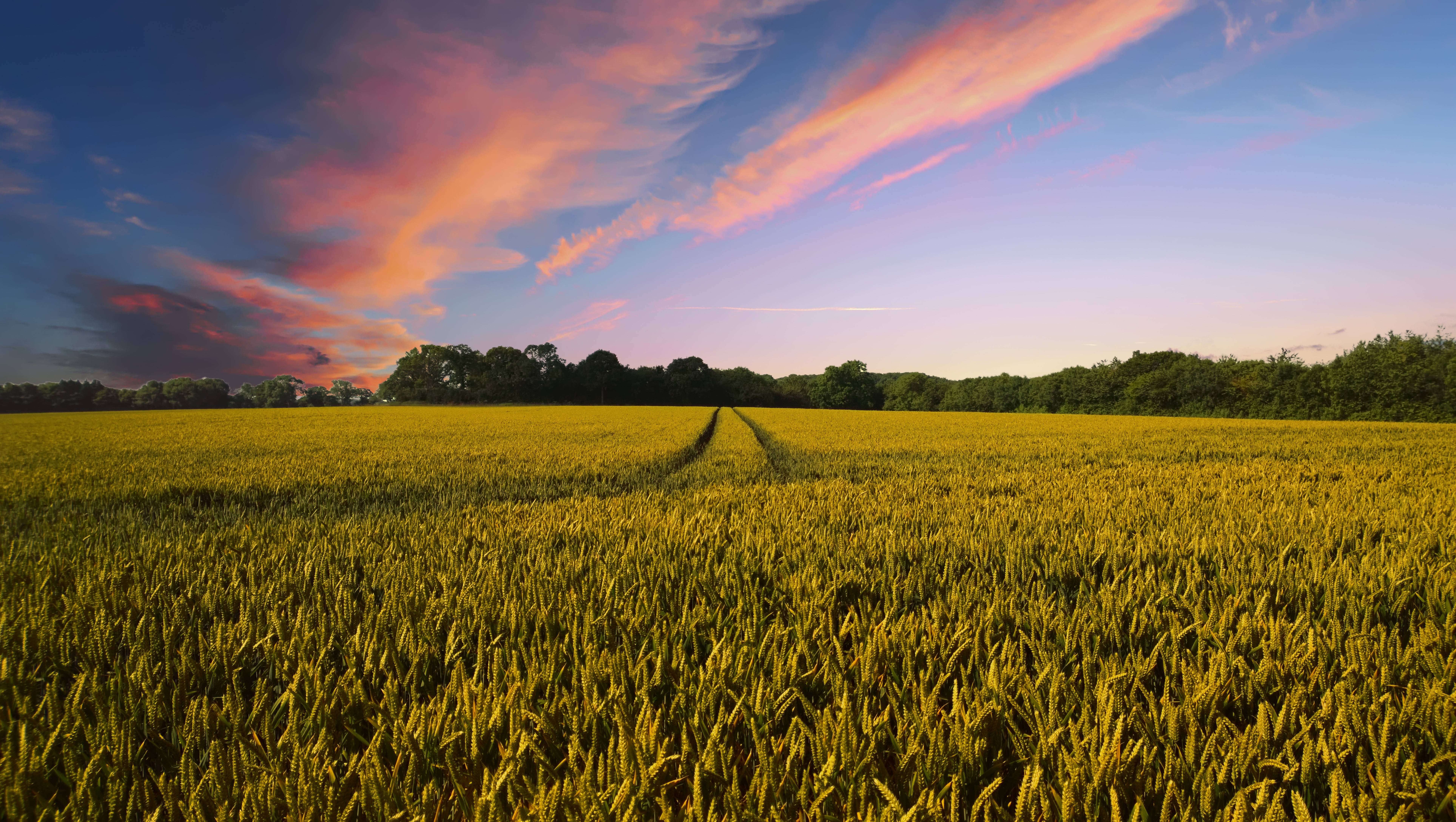 Wheat field at sunset with colorful clouds HD Wallpaper