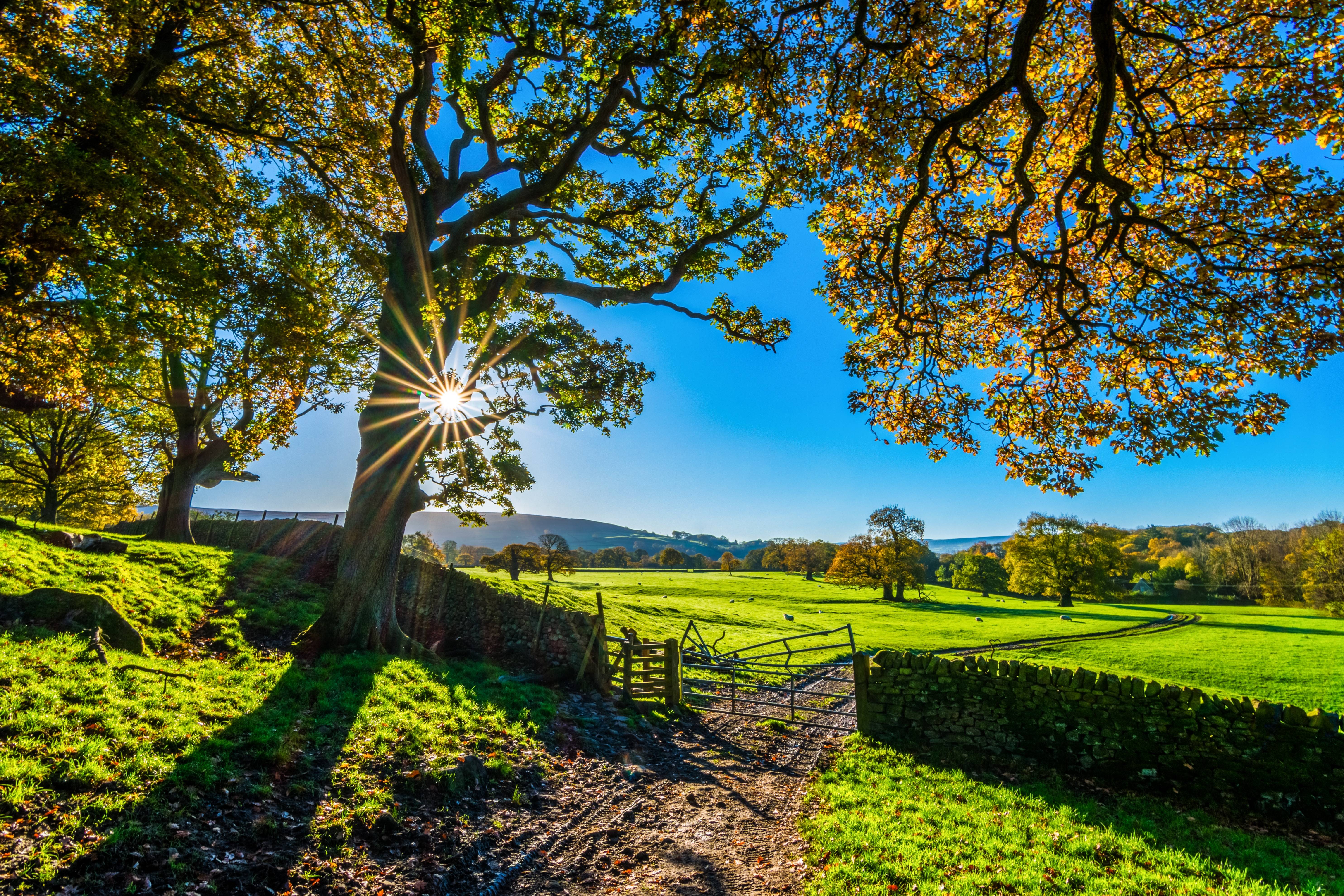 Sunlight through trees in Yorkshire during autumn morning HD Wallpaper