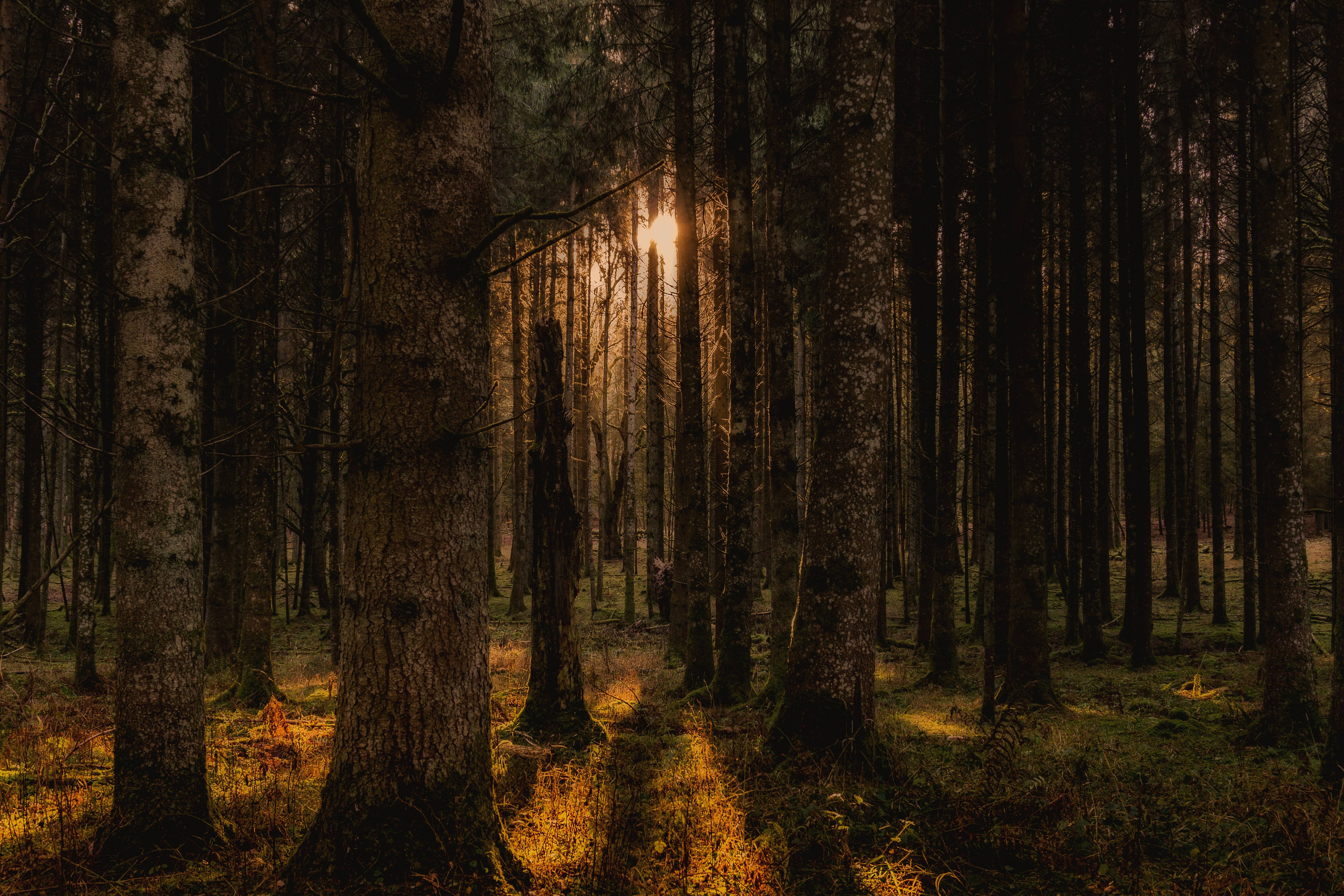 Sunlight filtering through trees in an autumn forest HD Wallpaper