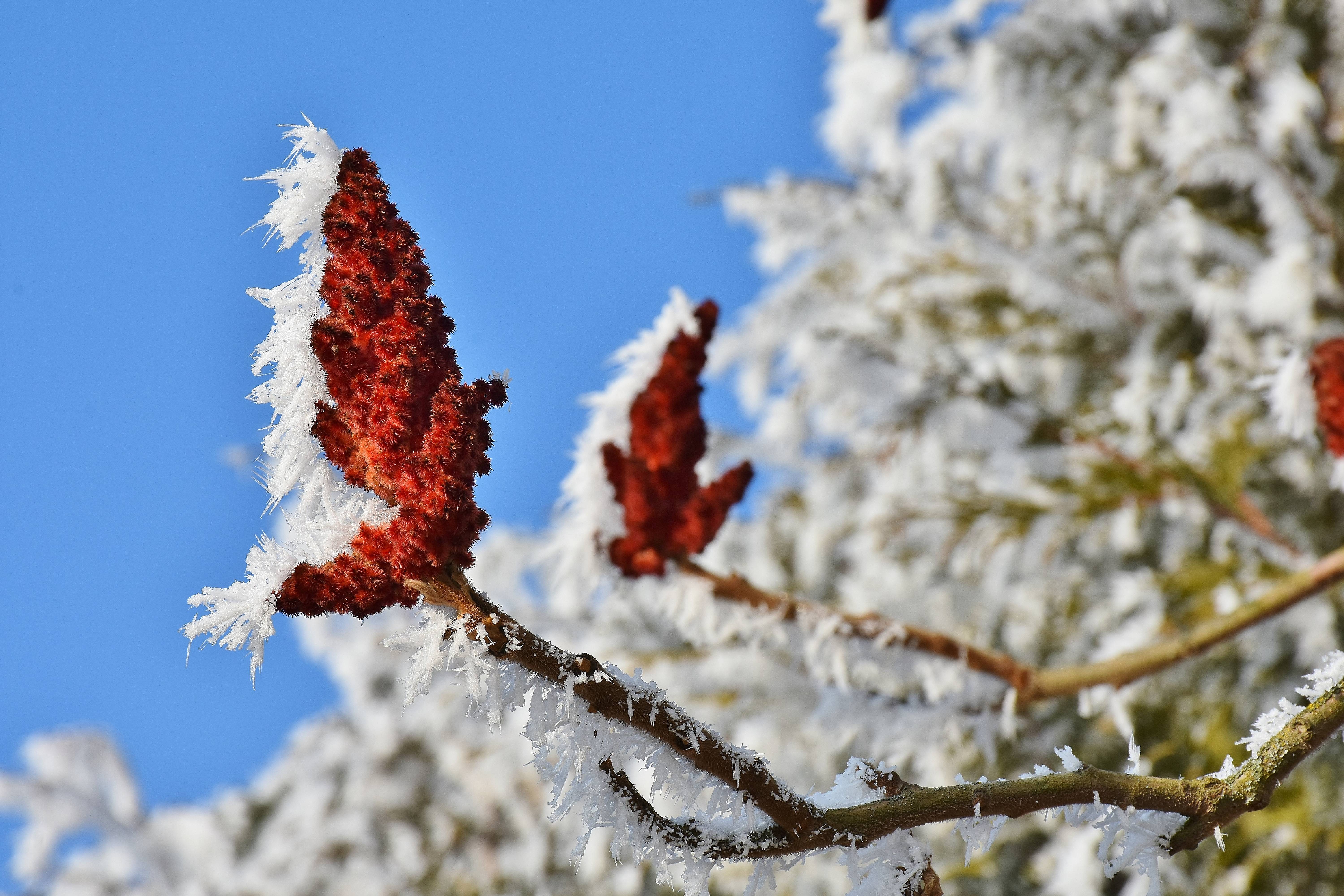 Red sumac cones covered in frost against a blue sky HD Wallpaper