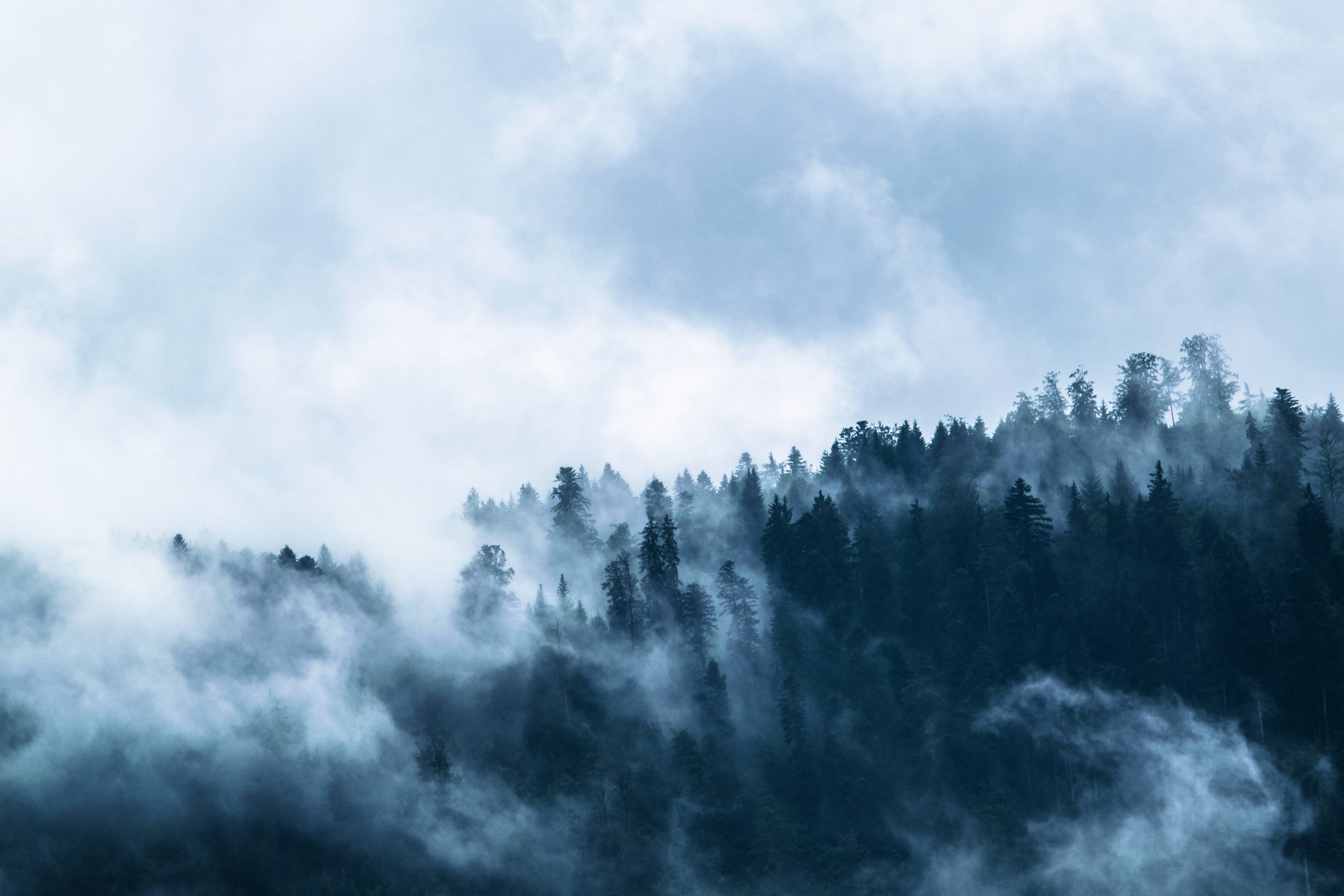 Misty forest with dark fir trees HD Wallpaper