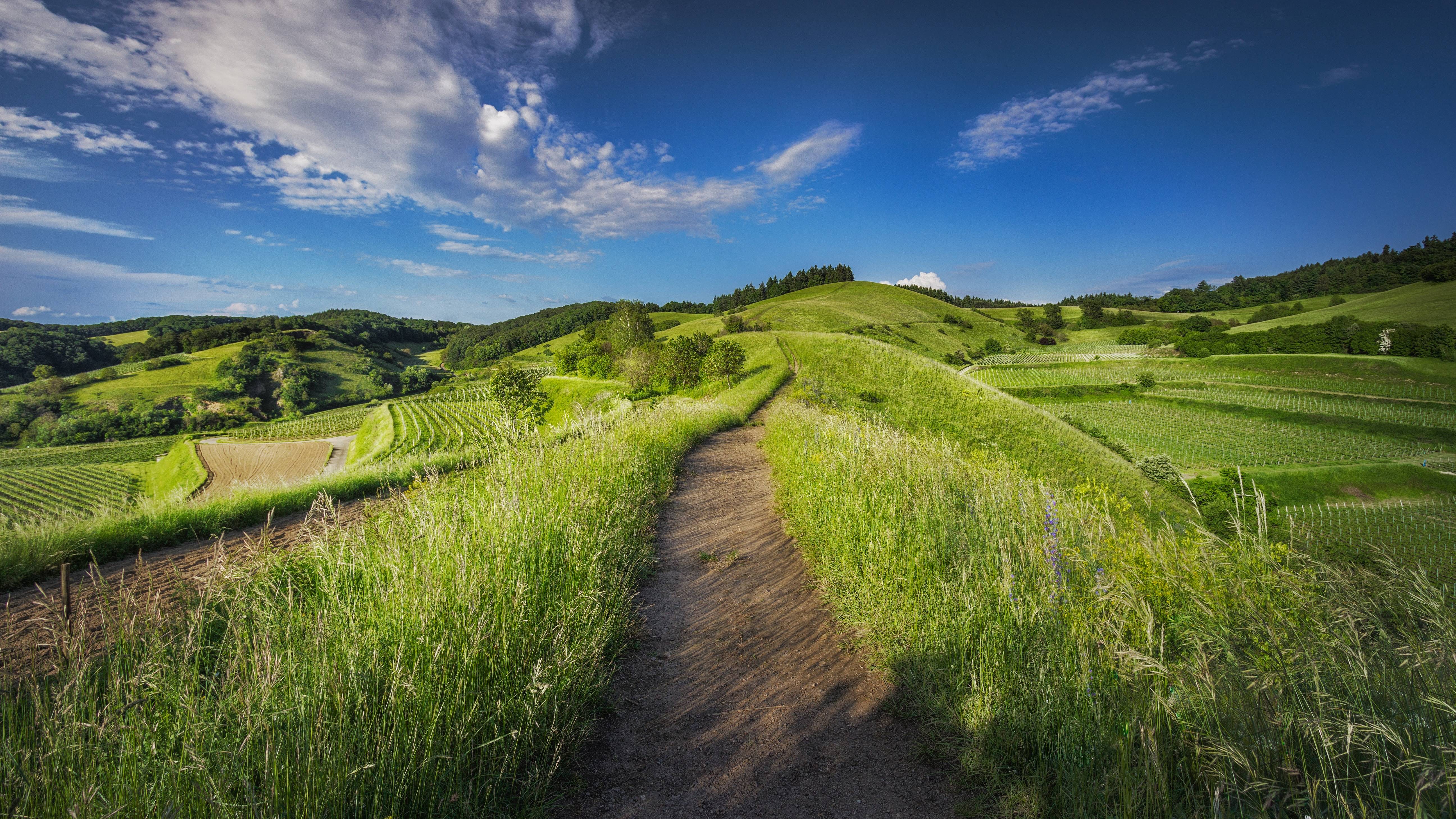 A winding path through rolling green hills and vineyards HD Wallpaper