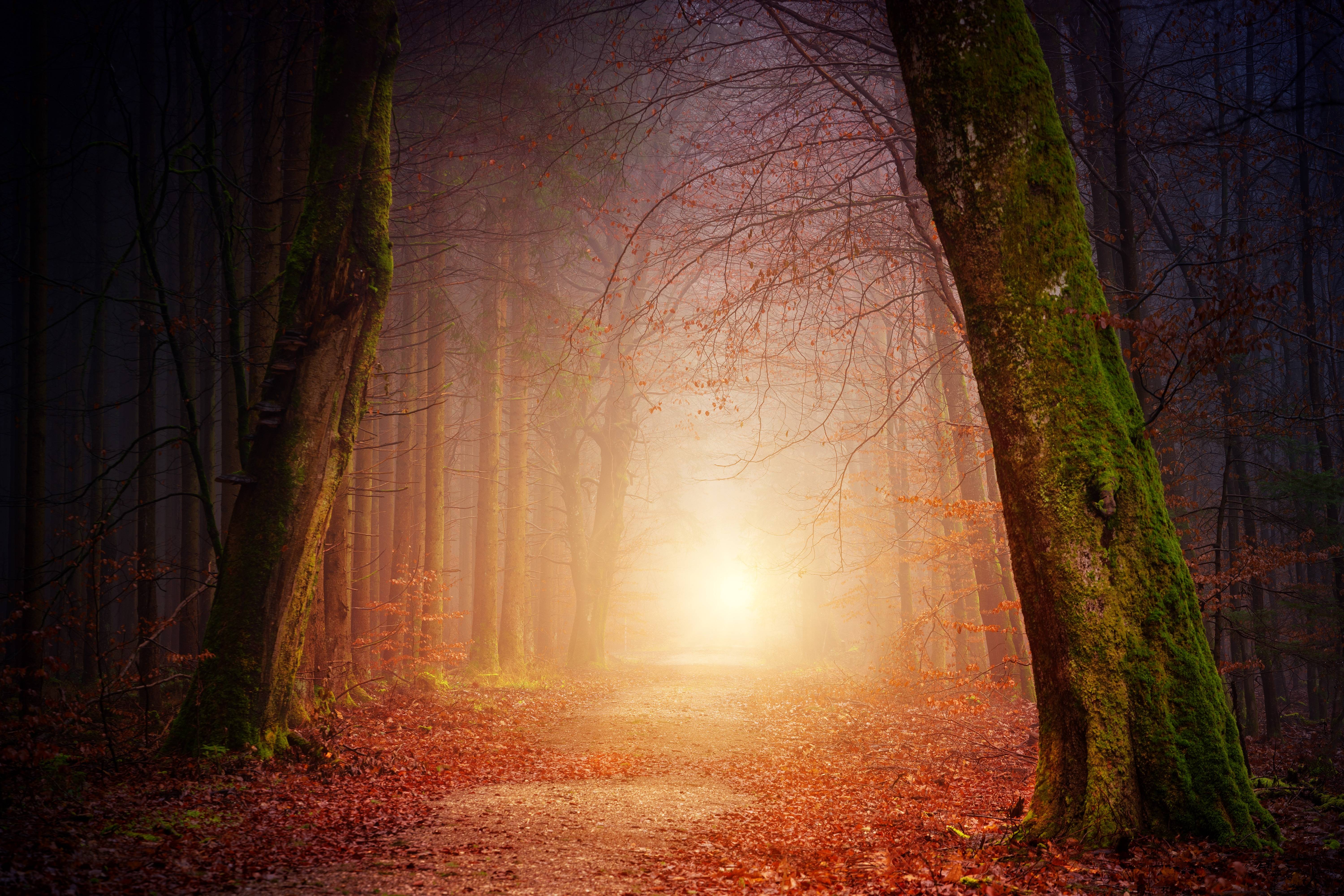 A path through a foggy forest with sunlight HD Wallpaper